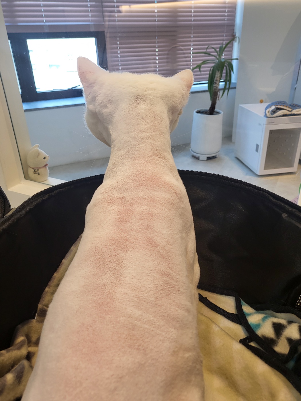 꽃냥 고양이미용실 대표 이미지