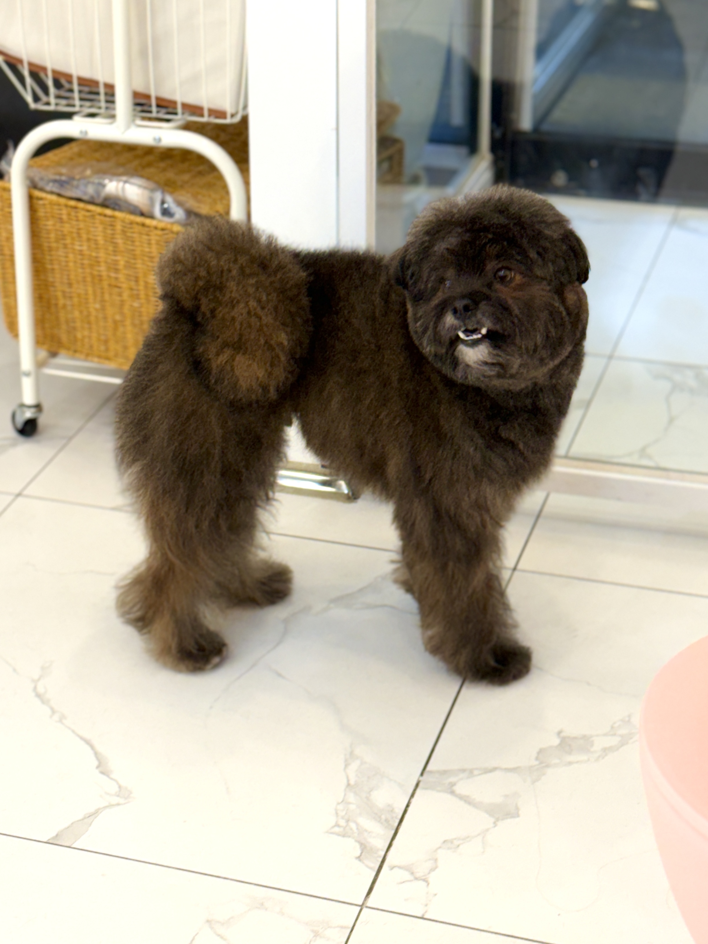 나에개반하냥 대표 이미지