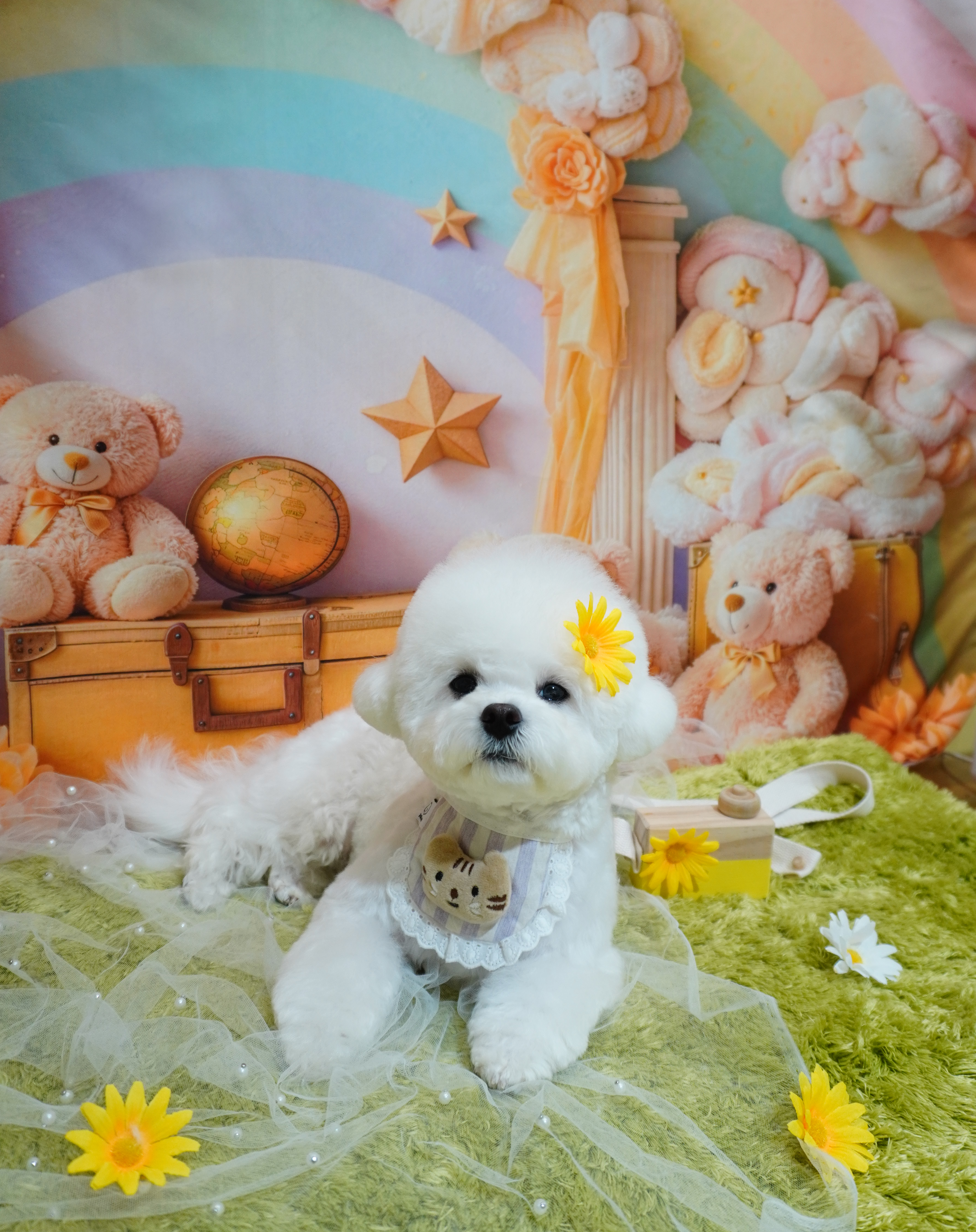 강아지놀이터 대표 이미지