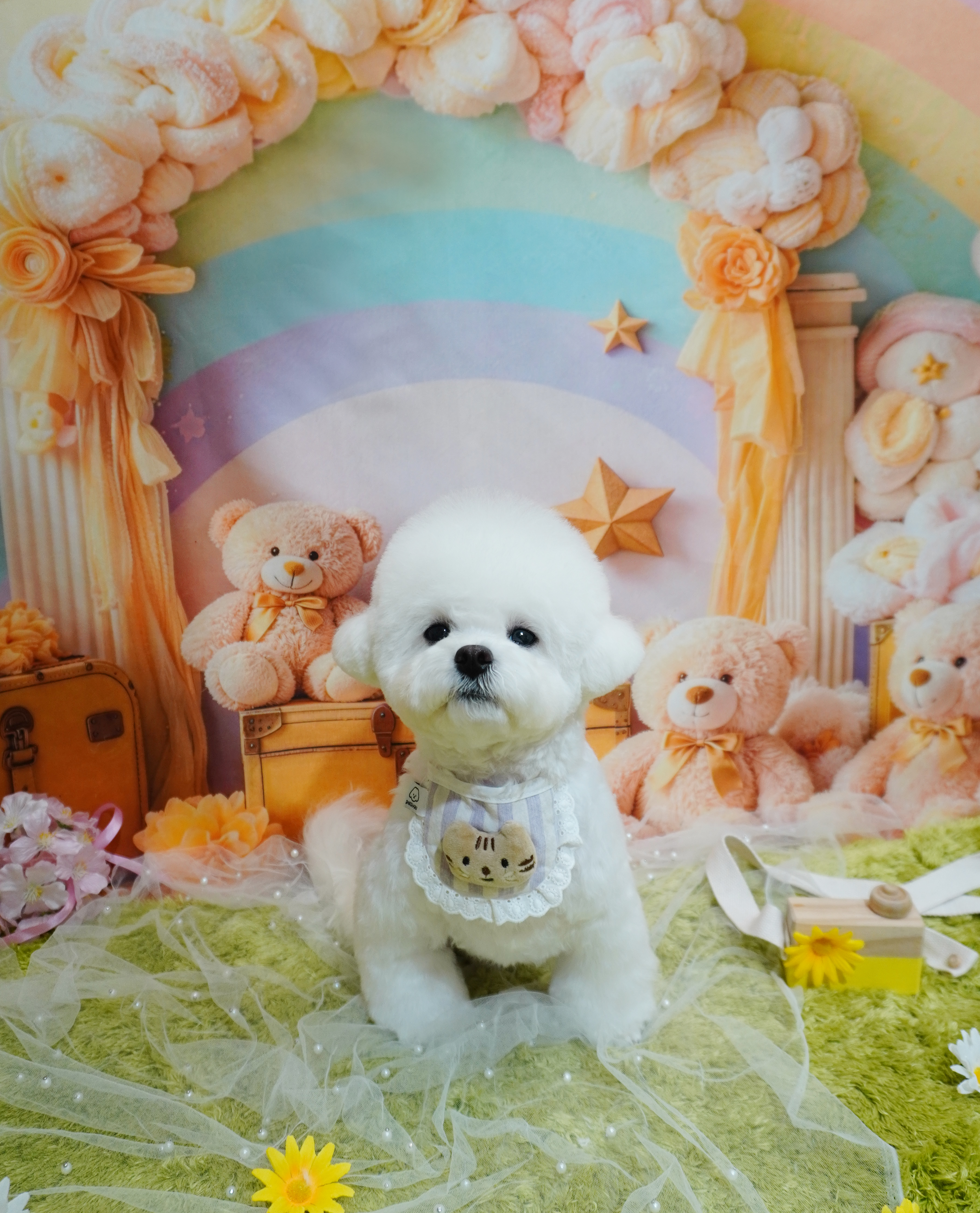 강아지놀이터 대표 이미지