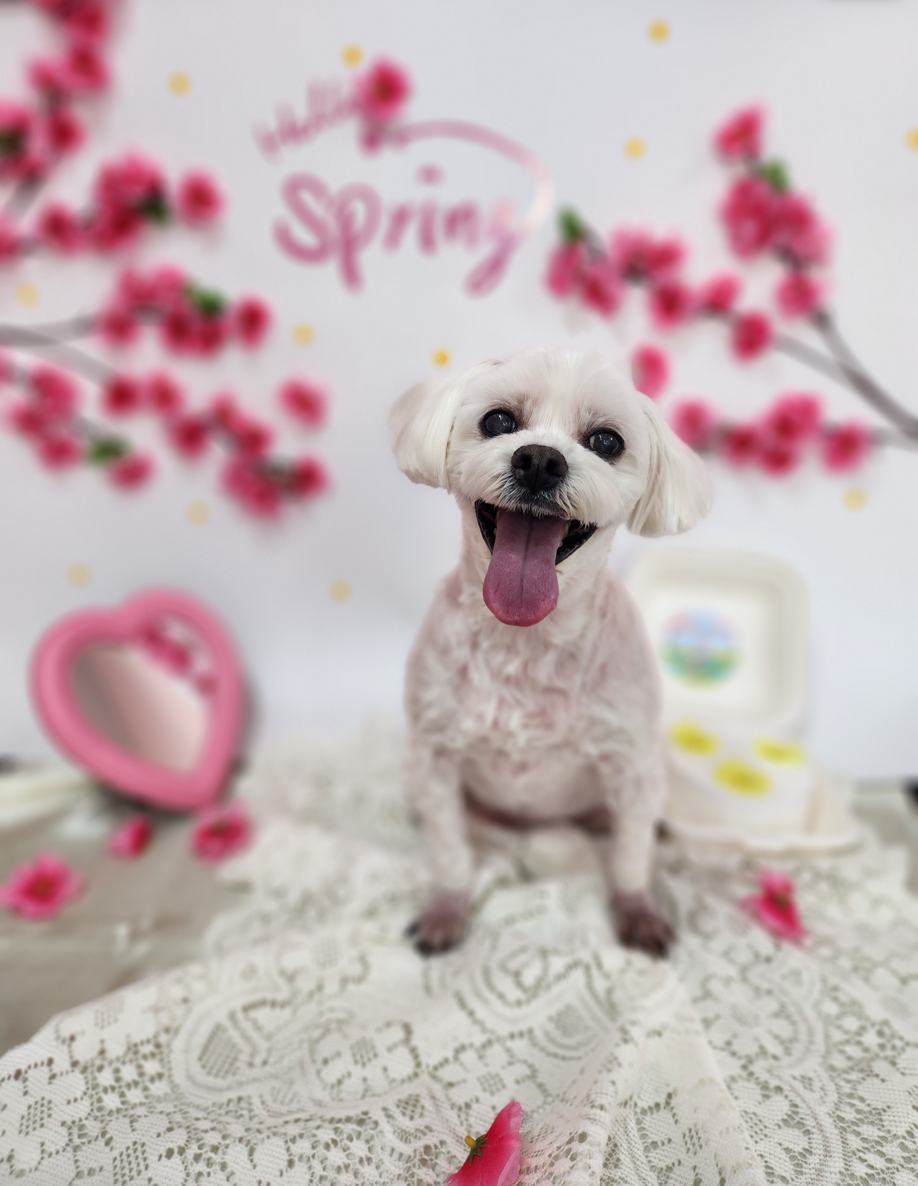 복이네도그살롱 대표 이미지