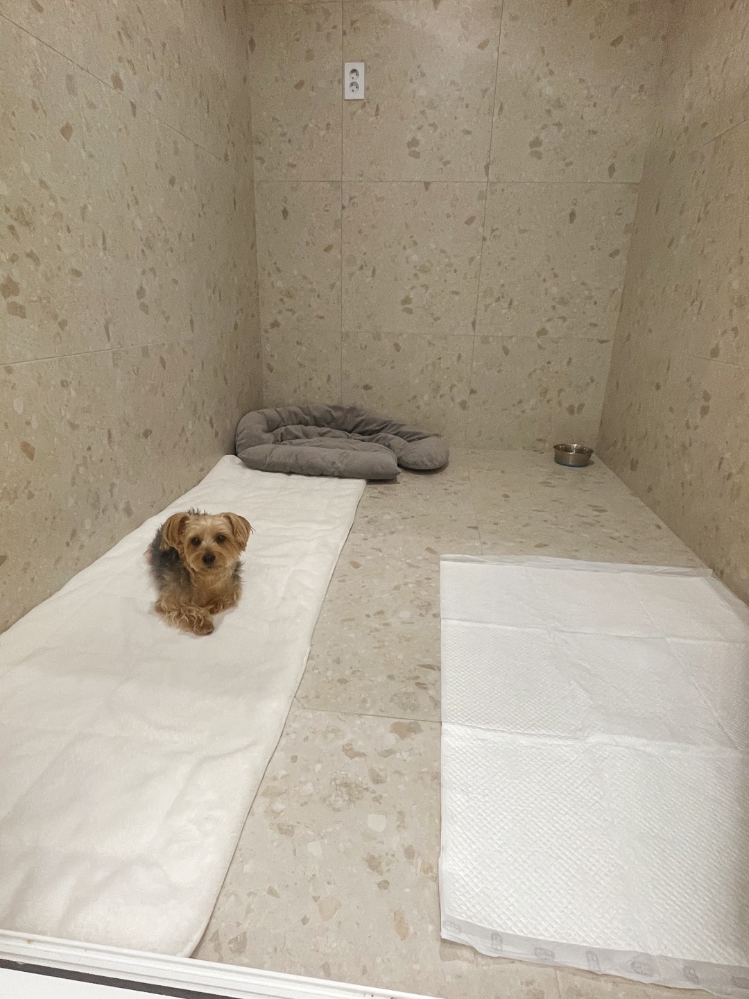 아이엠 강아지 유치원 대표 이미지