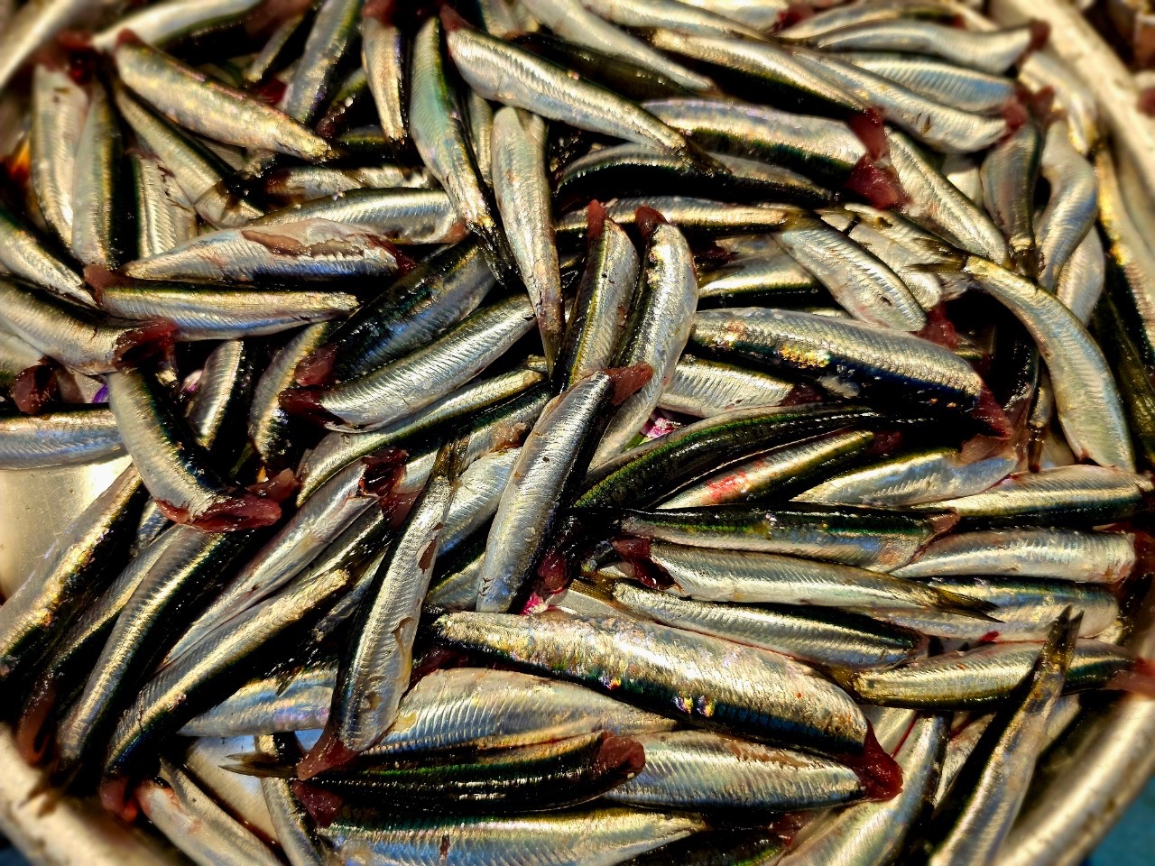 서울멸치쌈밥 사진 1