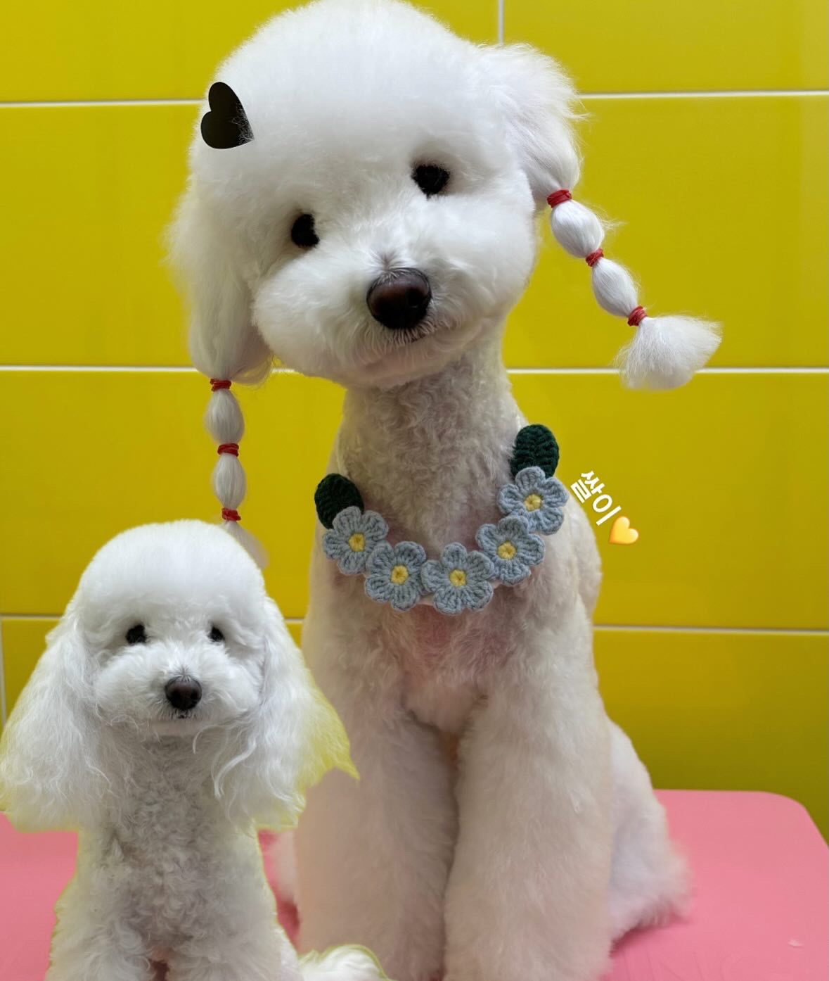 청담네 5