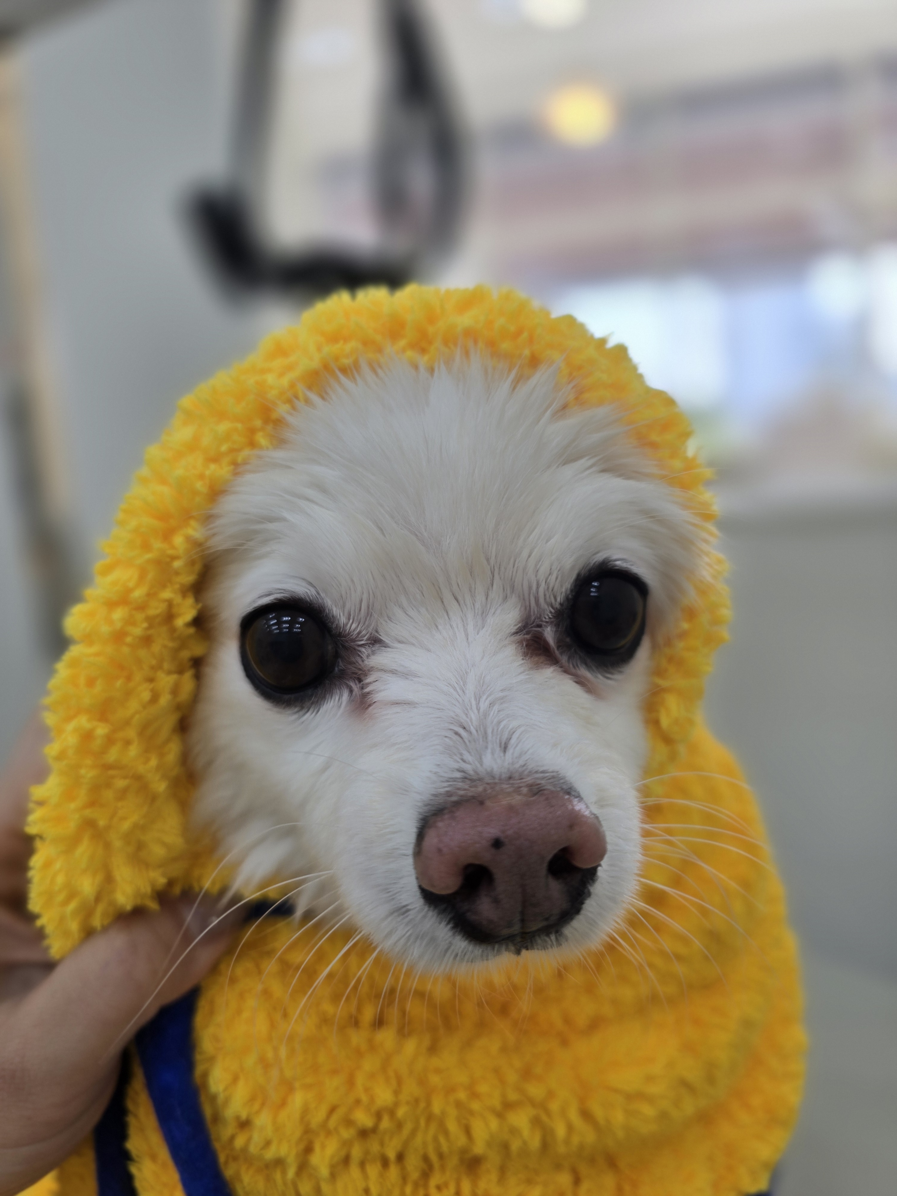 살롱드댕댕 대표 이미지