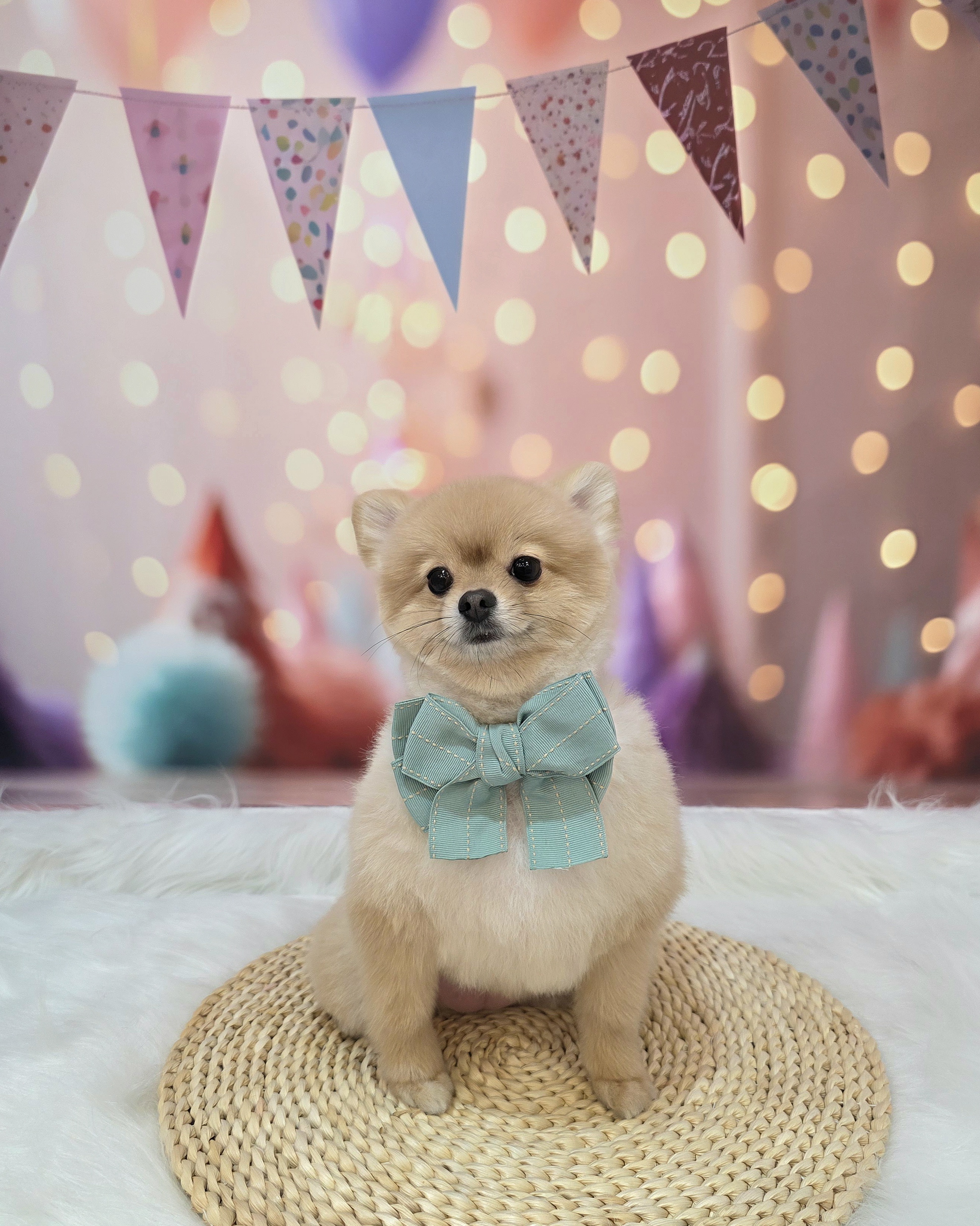 막둥이펫살롱 대표 이미지