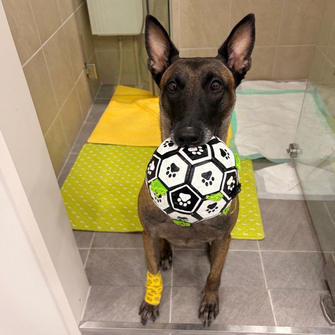 다시봄동물의료센터 대표 이미지