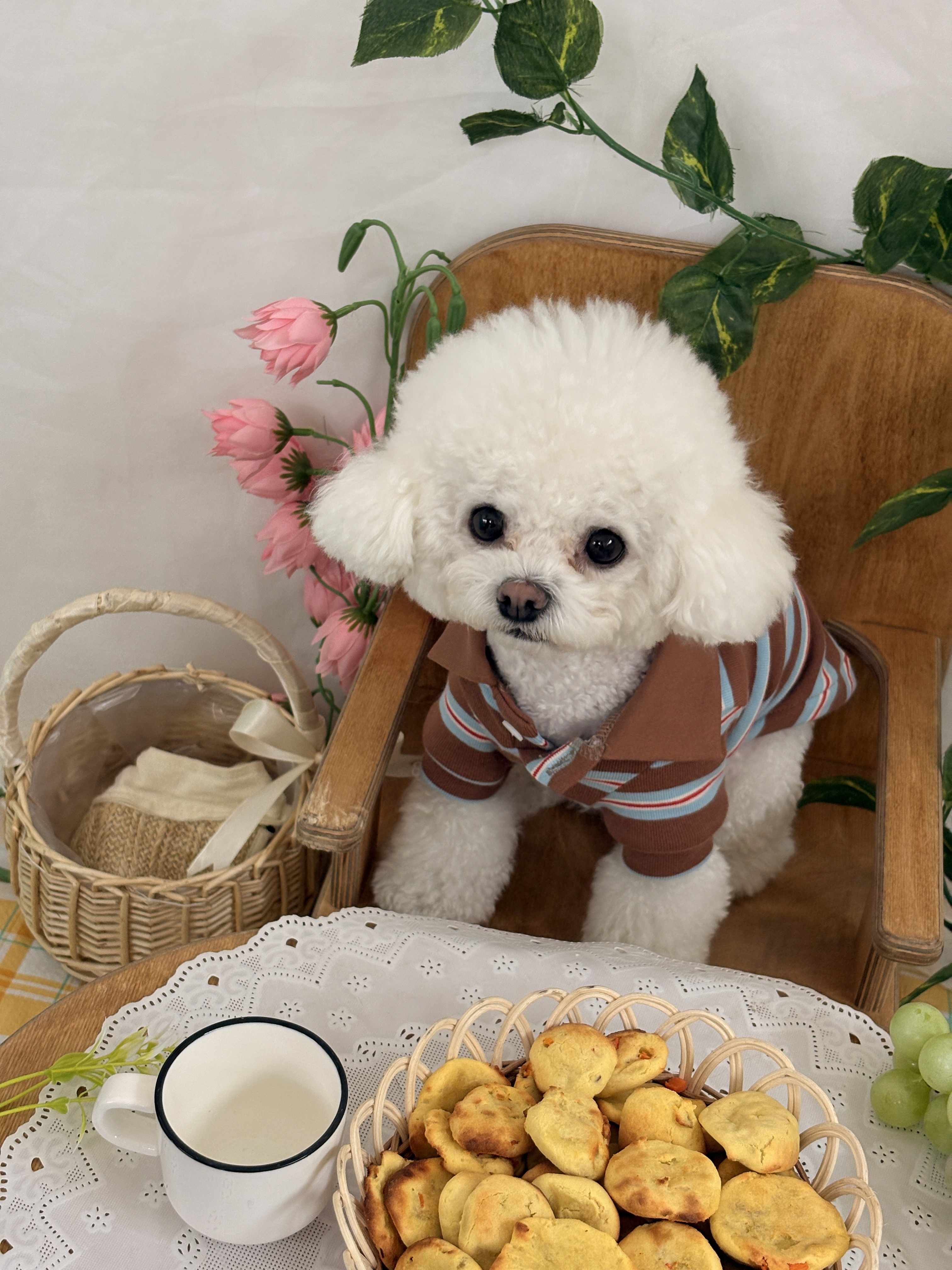 같이할개 반려견유치원