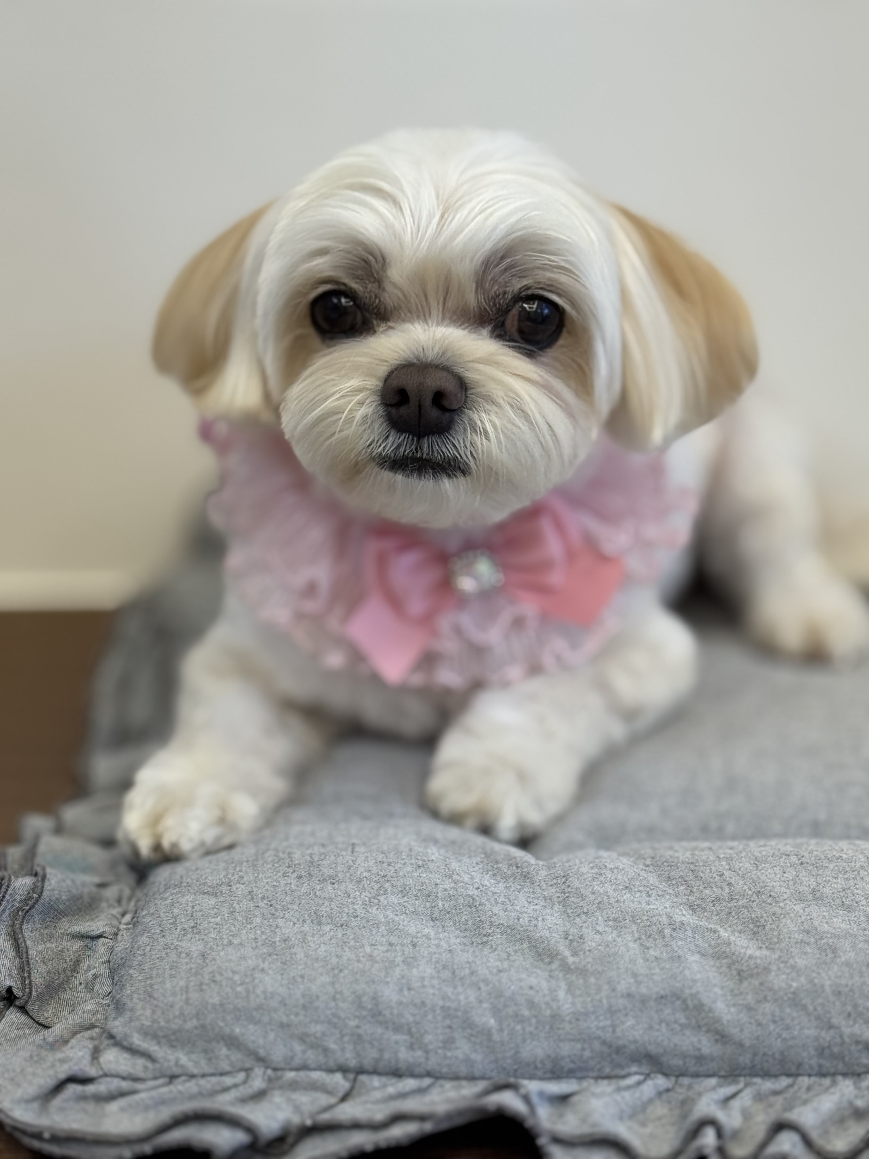 몽글하개 대표 이미지