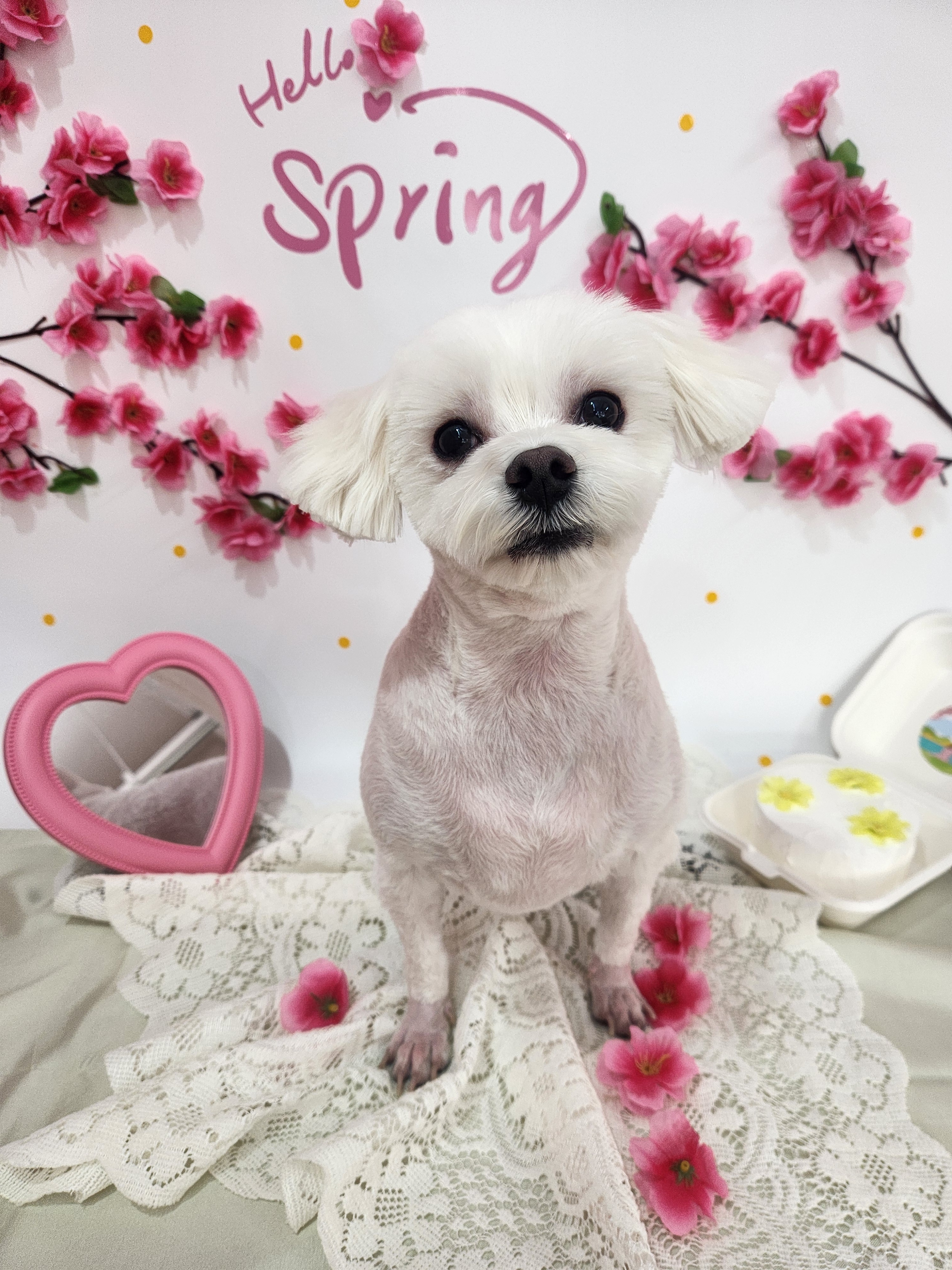 복이네도그살롱 대표 이미지