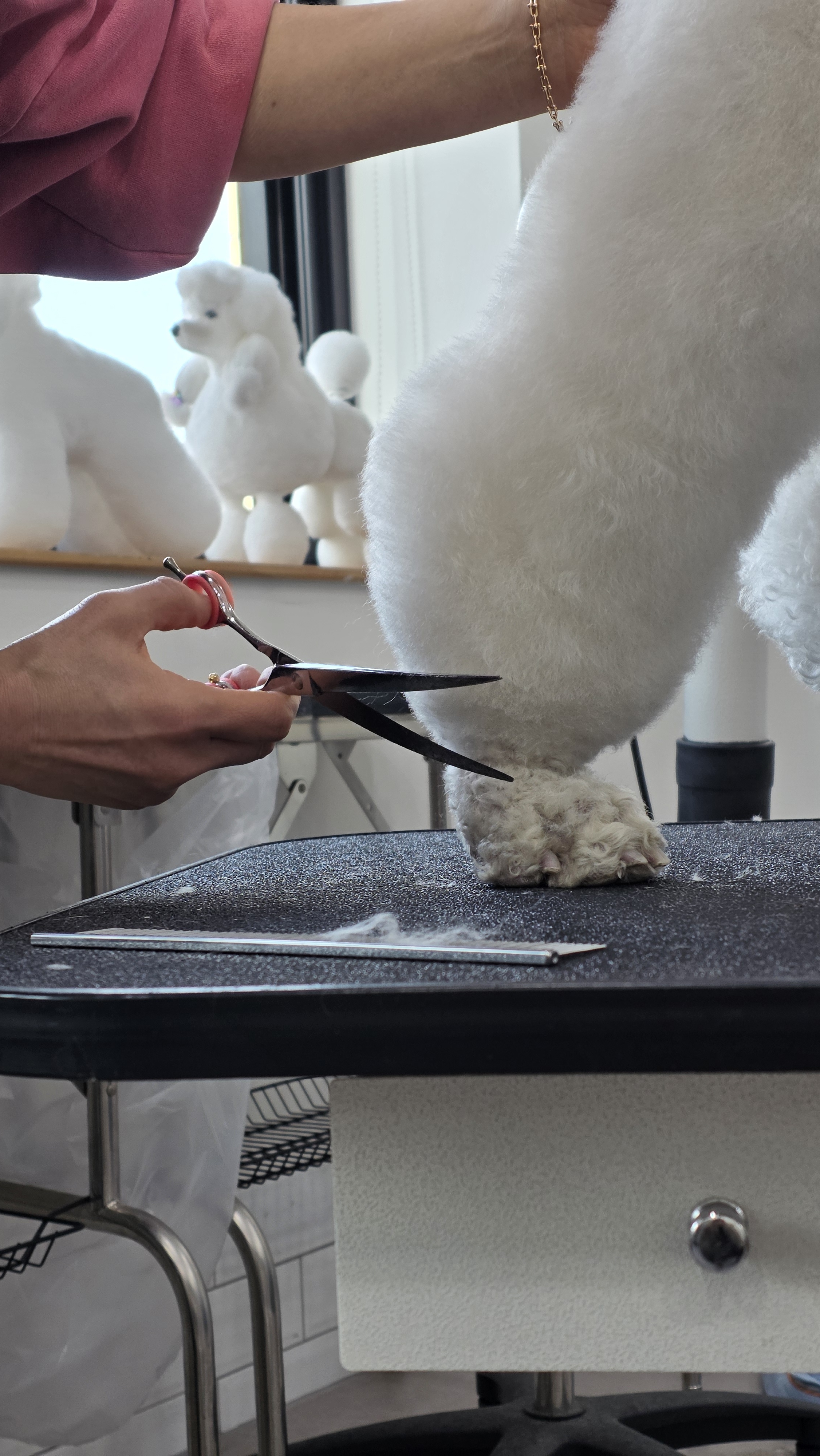 한국반려동물아카데미 대표 이미지