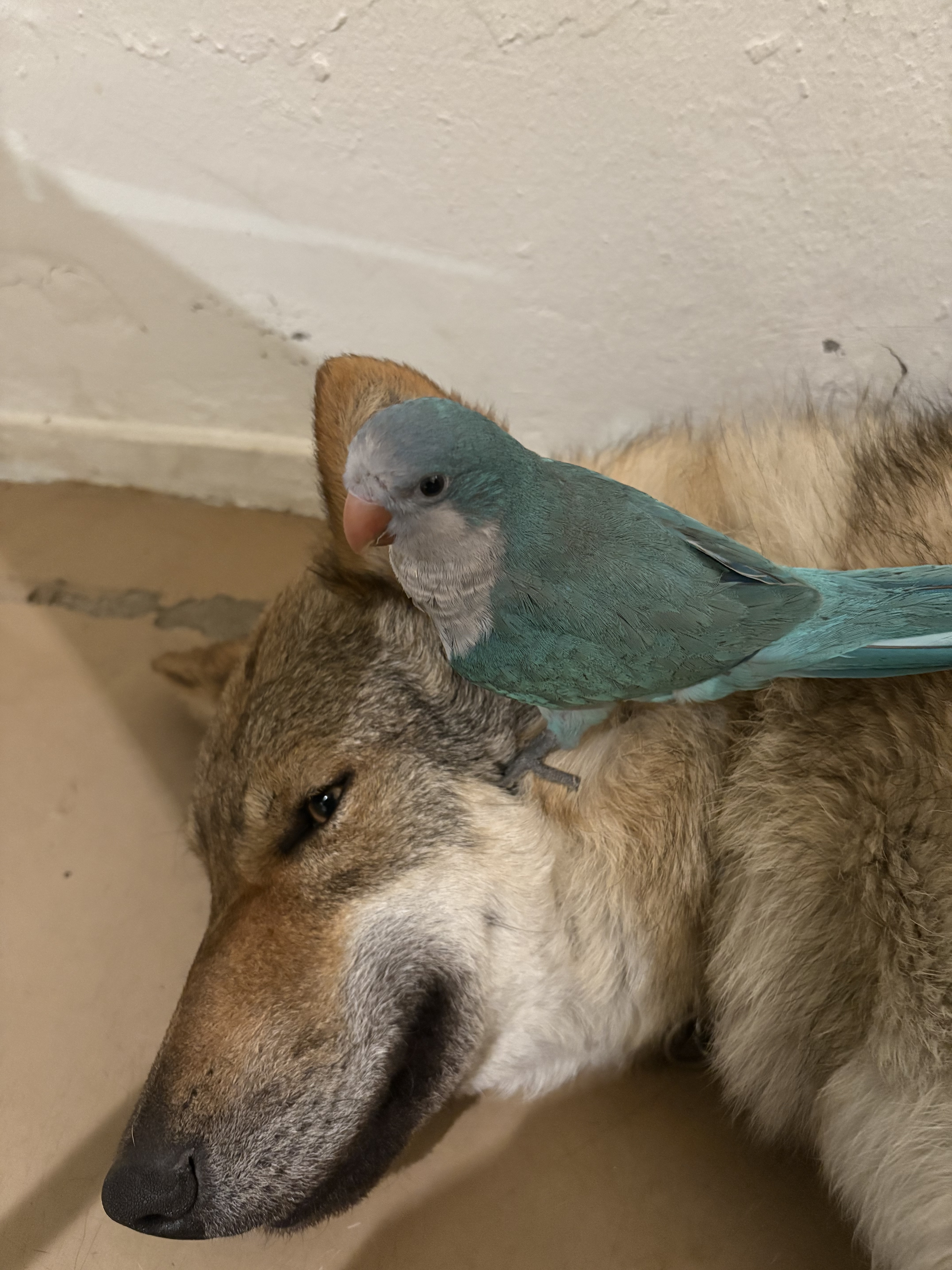 연희온실 대표 이미지