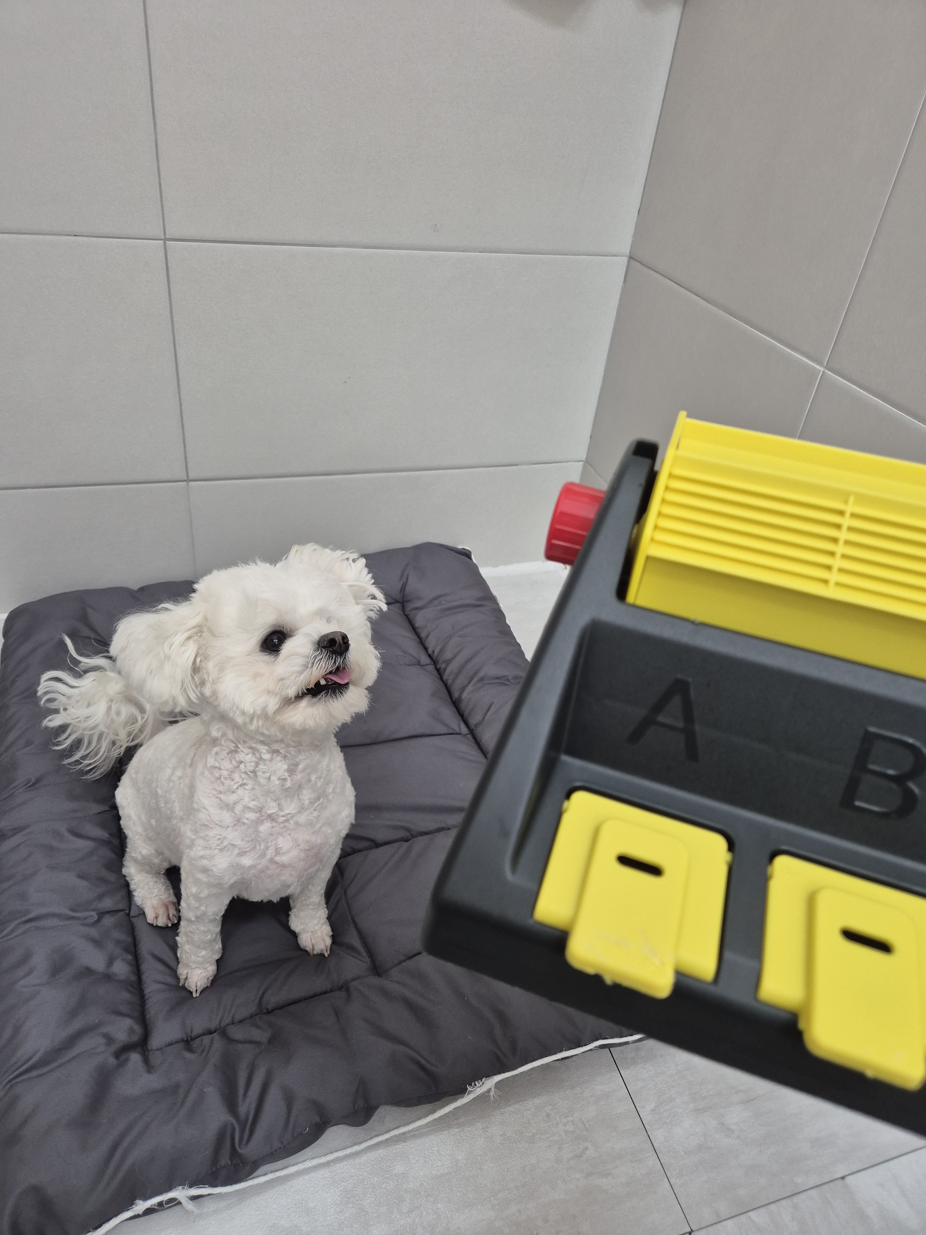 반려견교육우리 대표 이미지