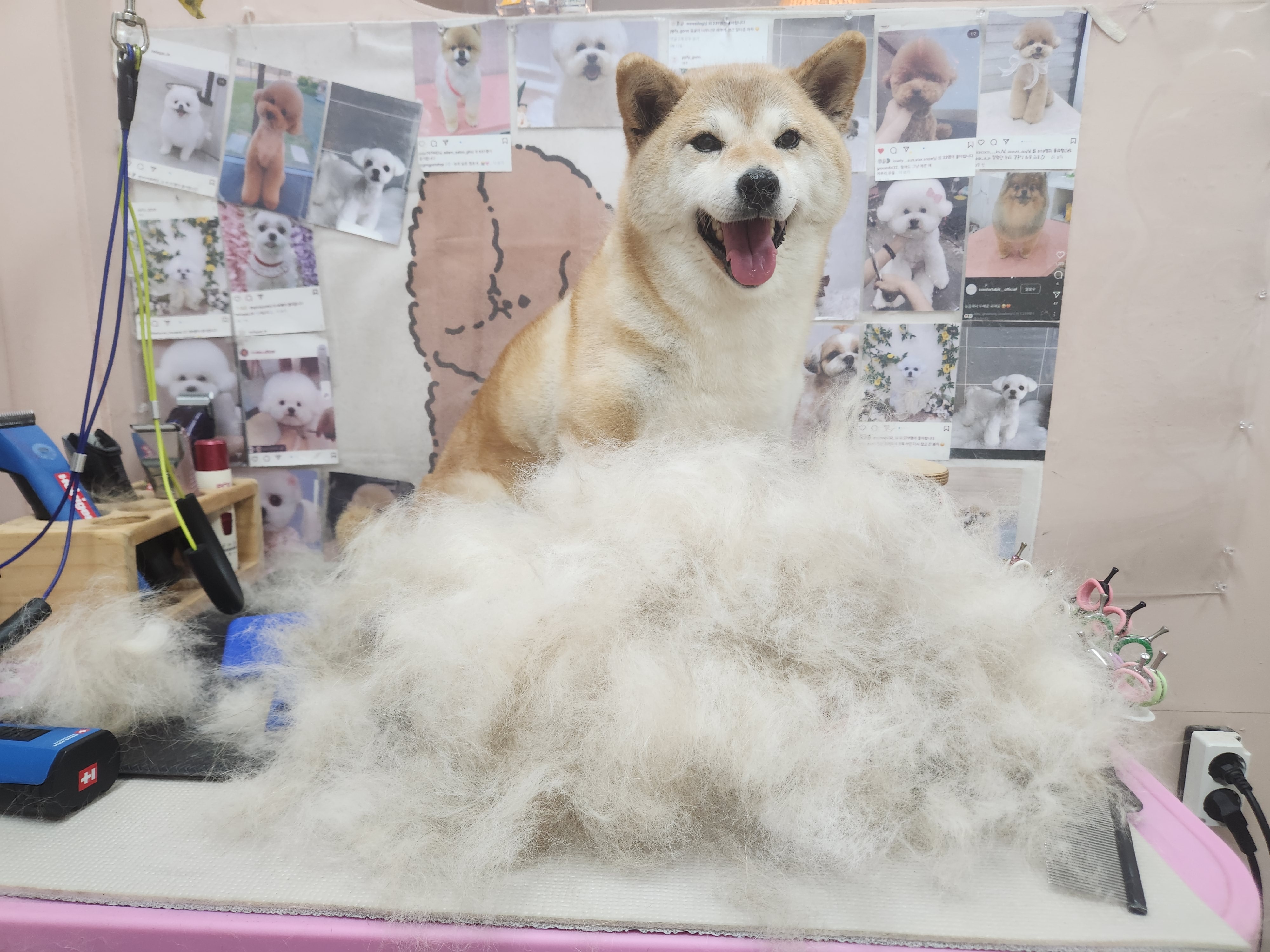 럽독 대표 이미지