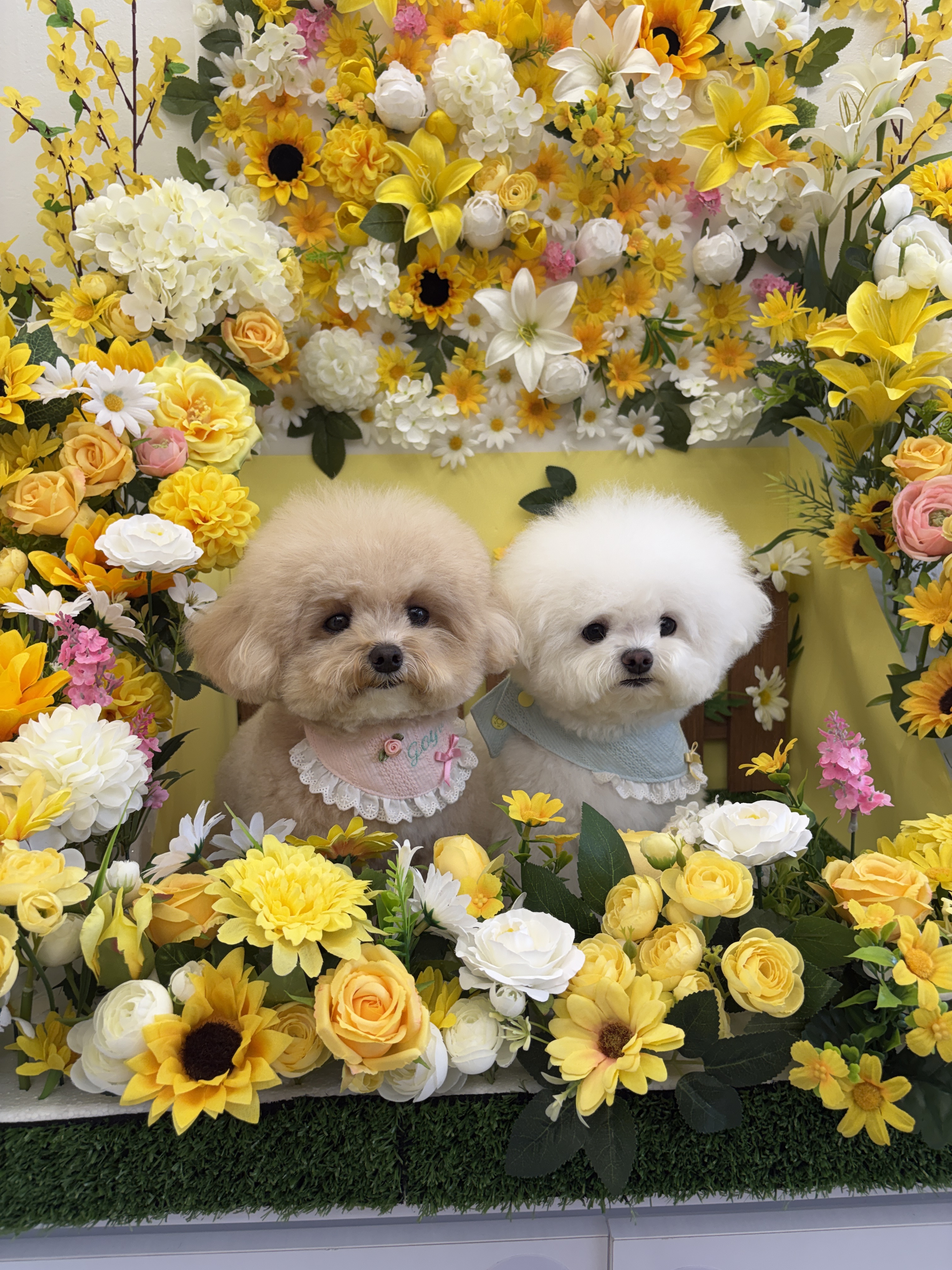 트리오몽슈 대표 이미지