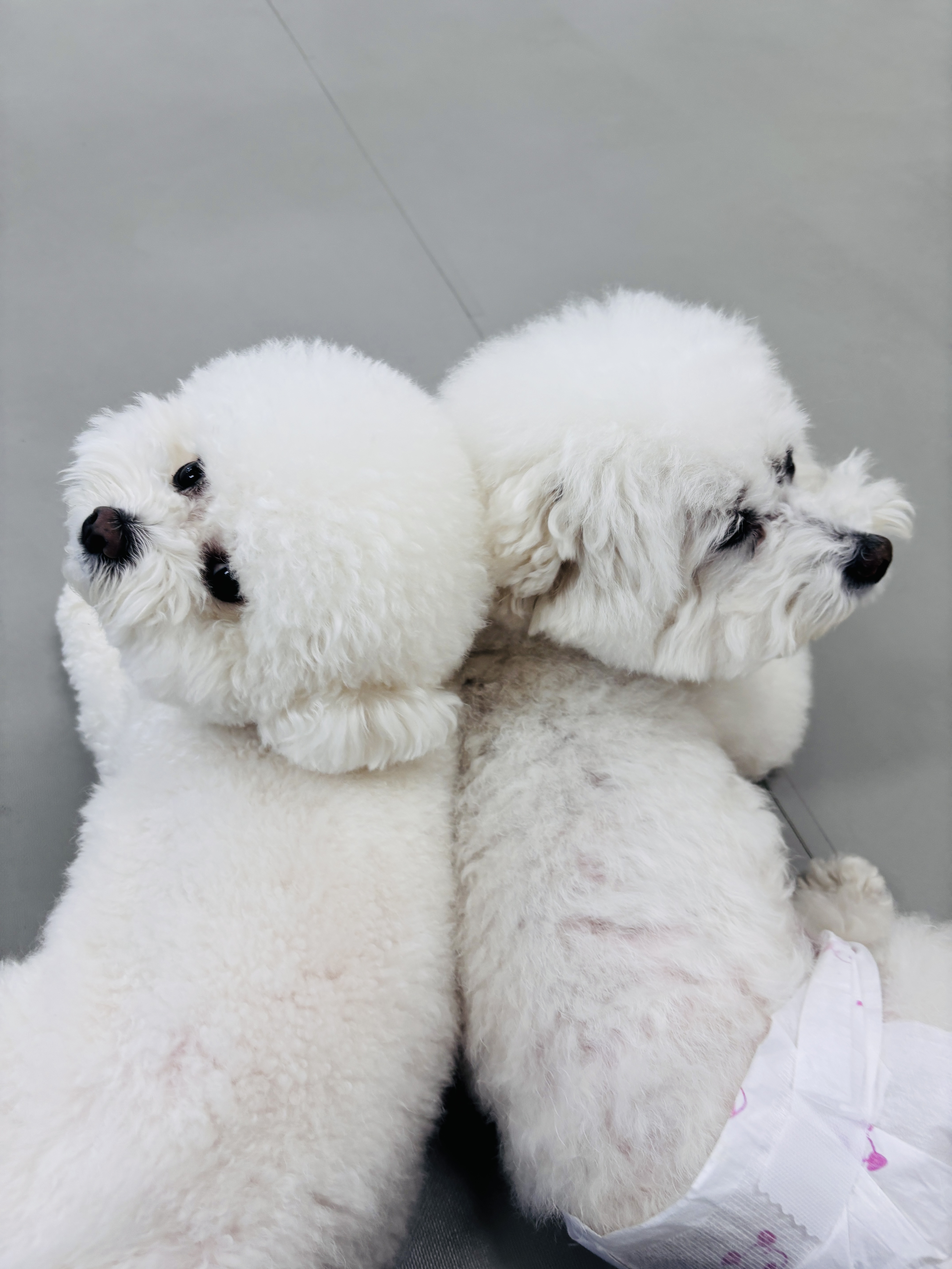 댕글댕글유치원 대표 이미지