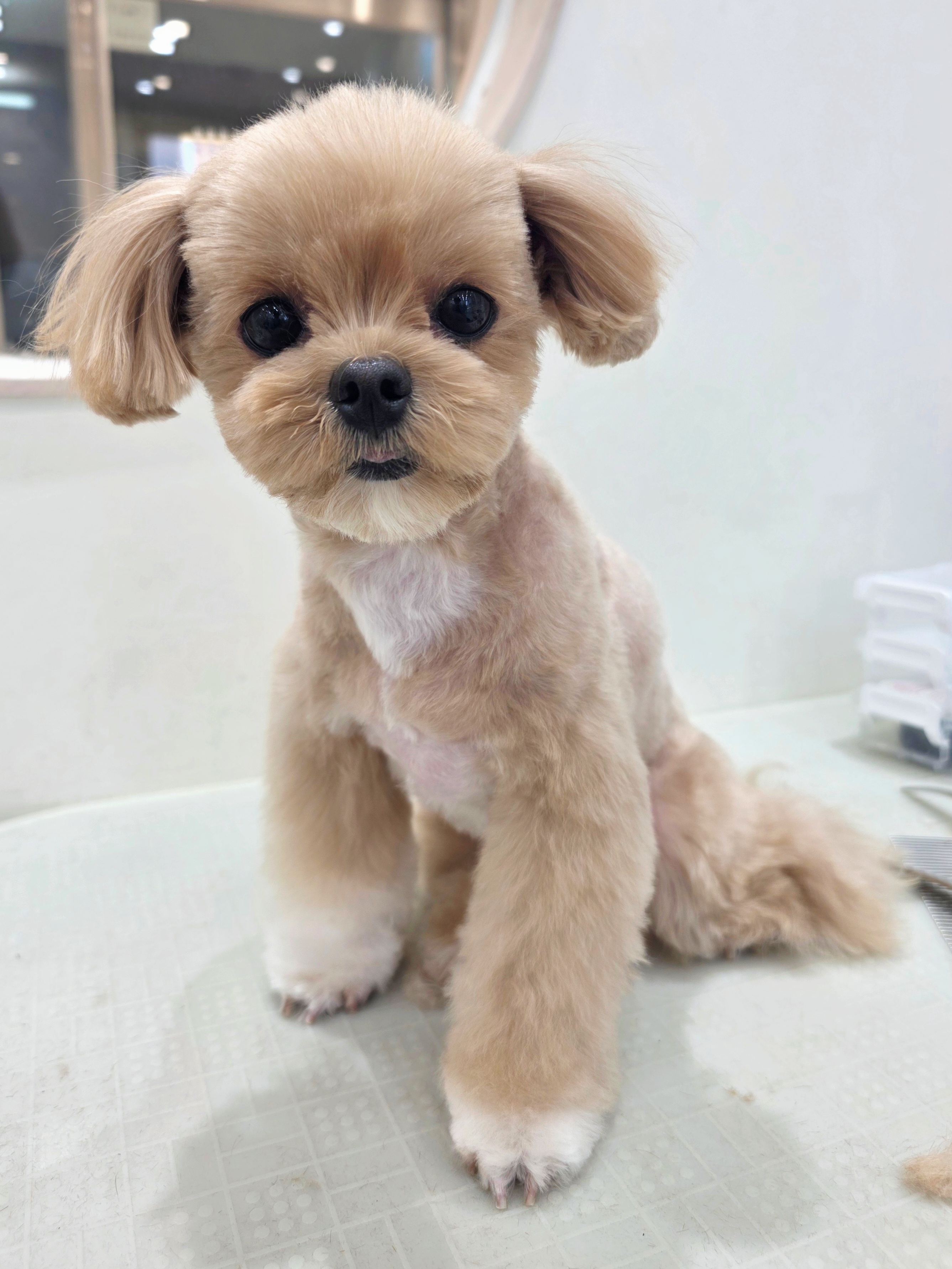 산뜻하개 대표 이미지