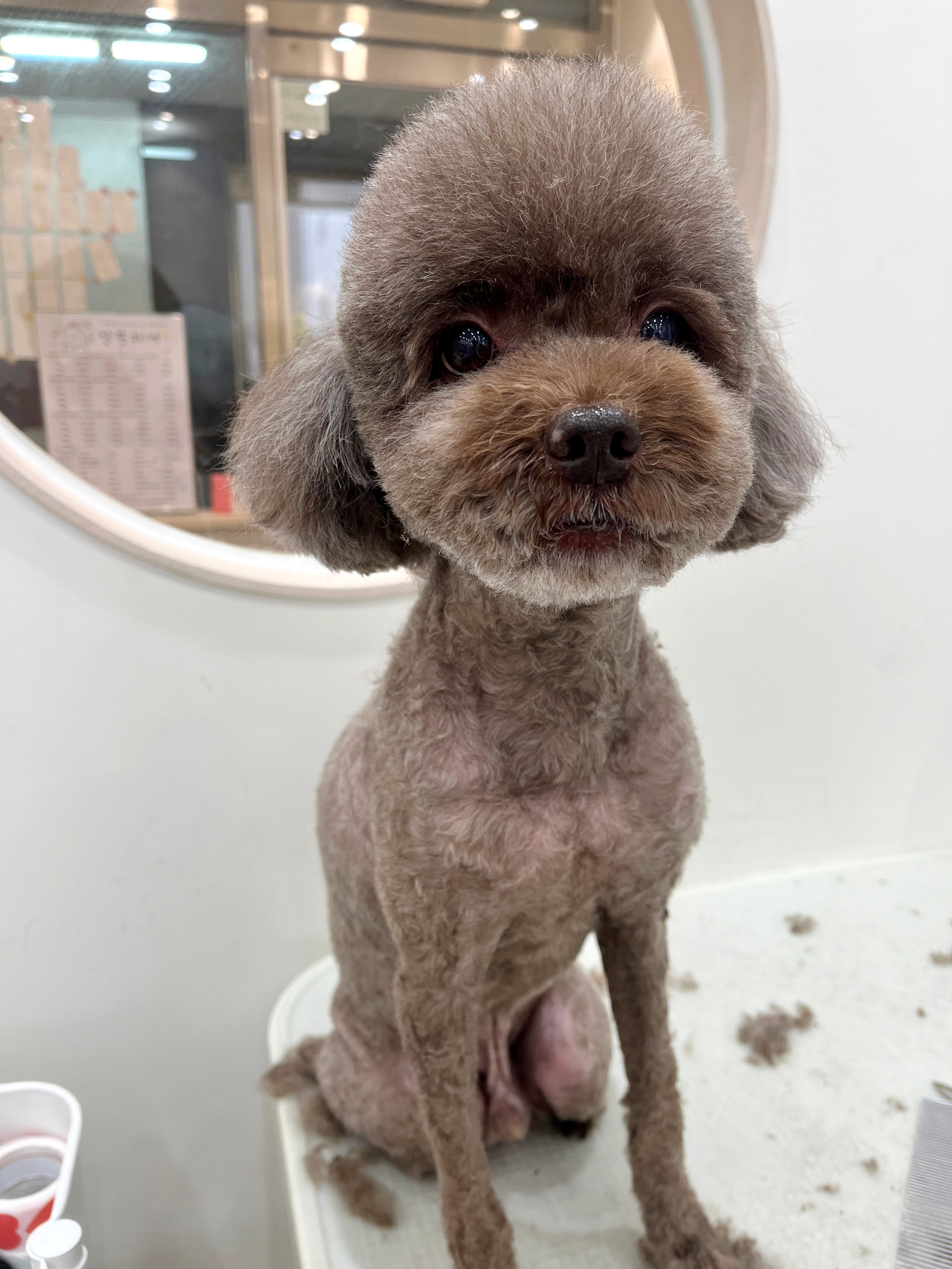 산뜻하개 대표 이미지
