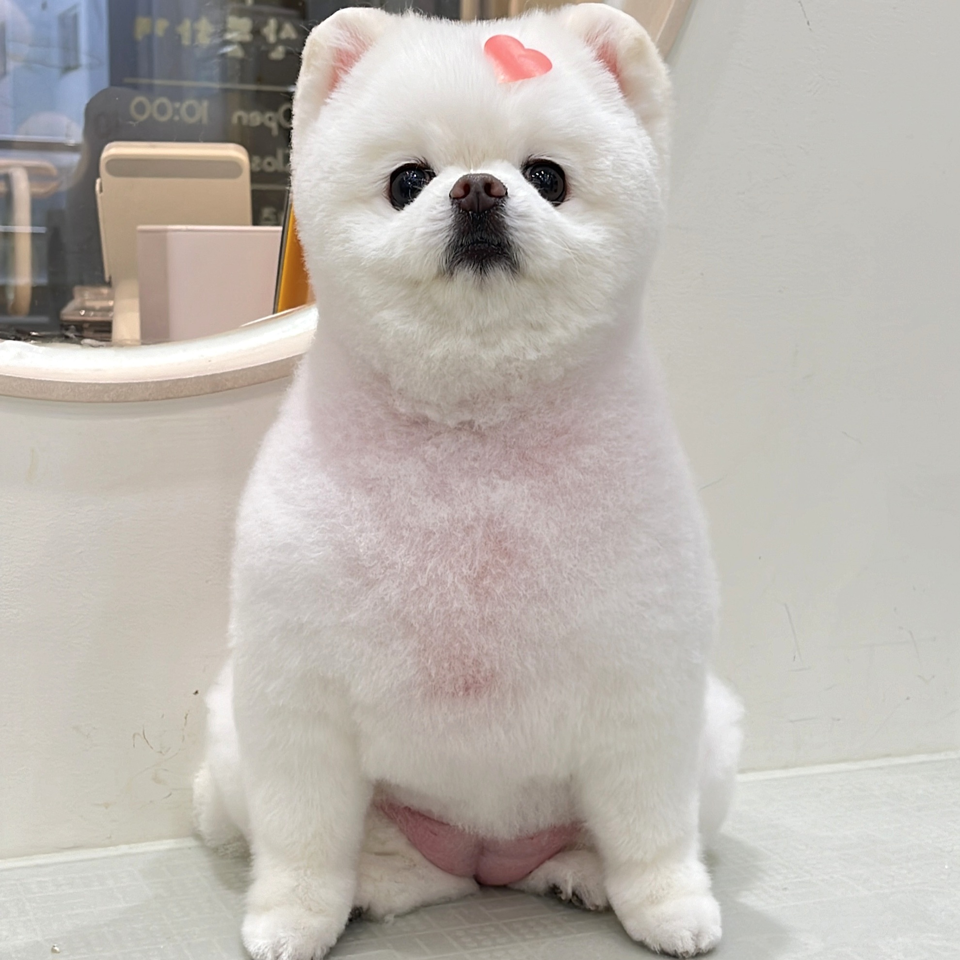 산뜻하개 대표 이미지