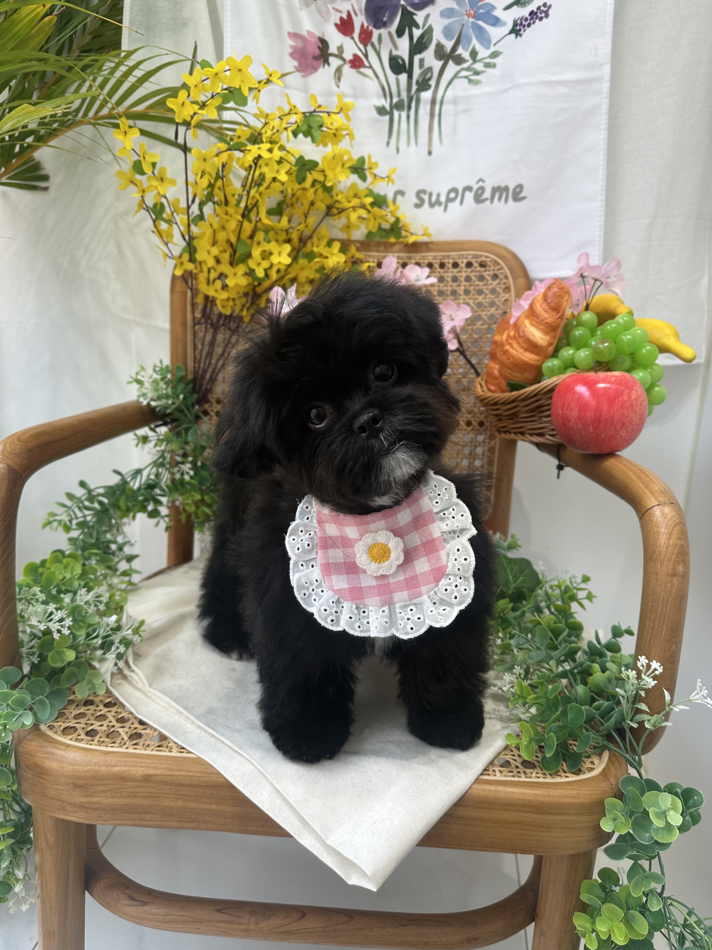 펫프렌즈애견미용실&호텔 대표 이미지