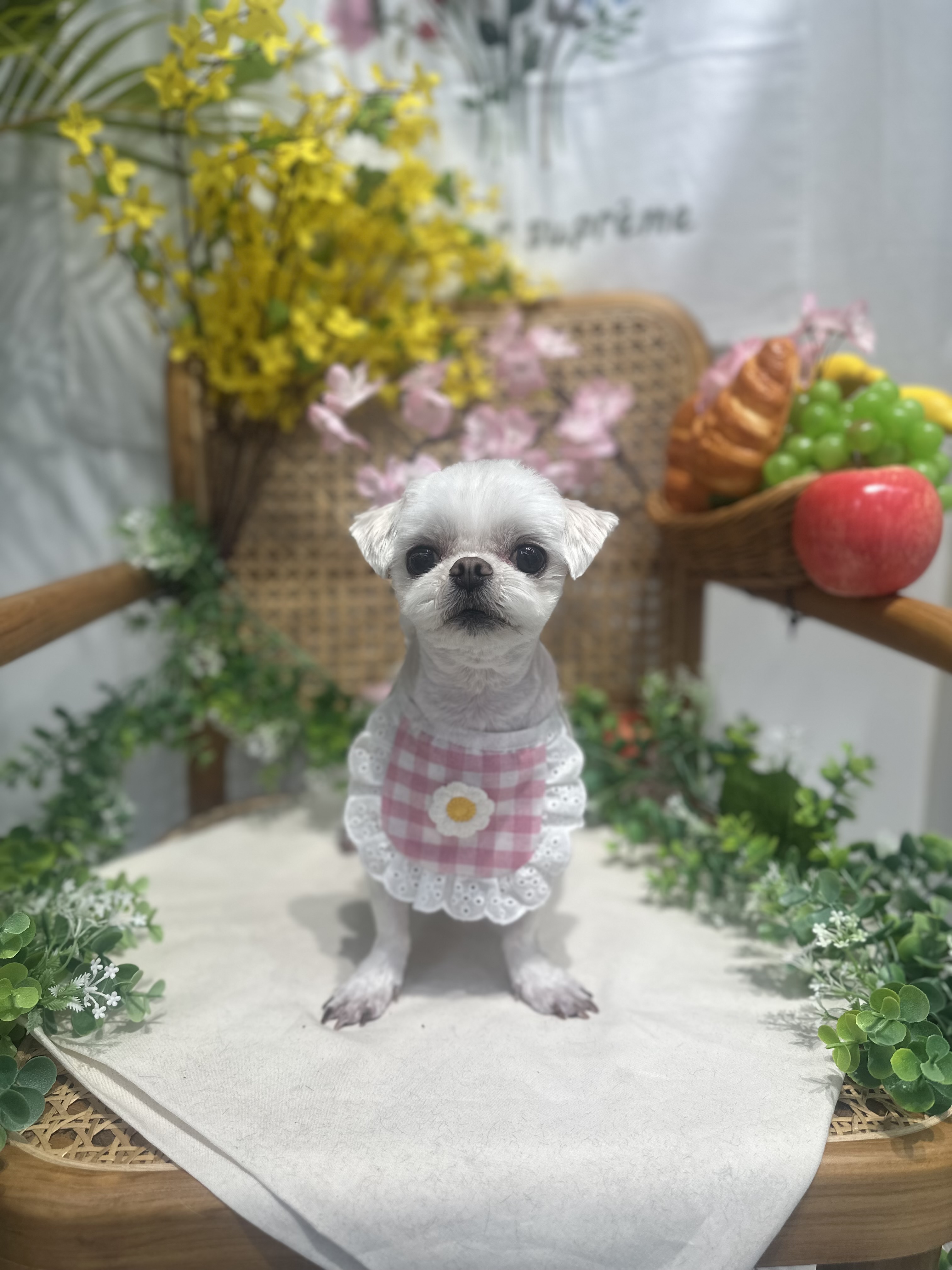 펫프렌즈 대표 이미지