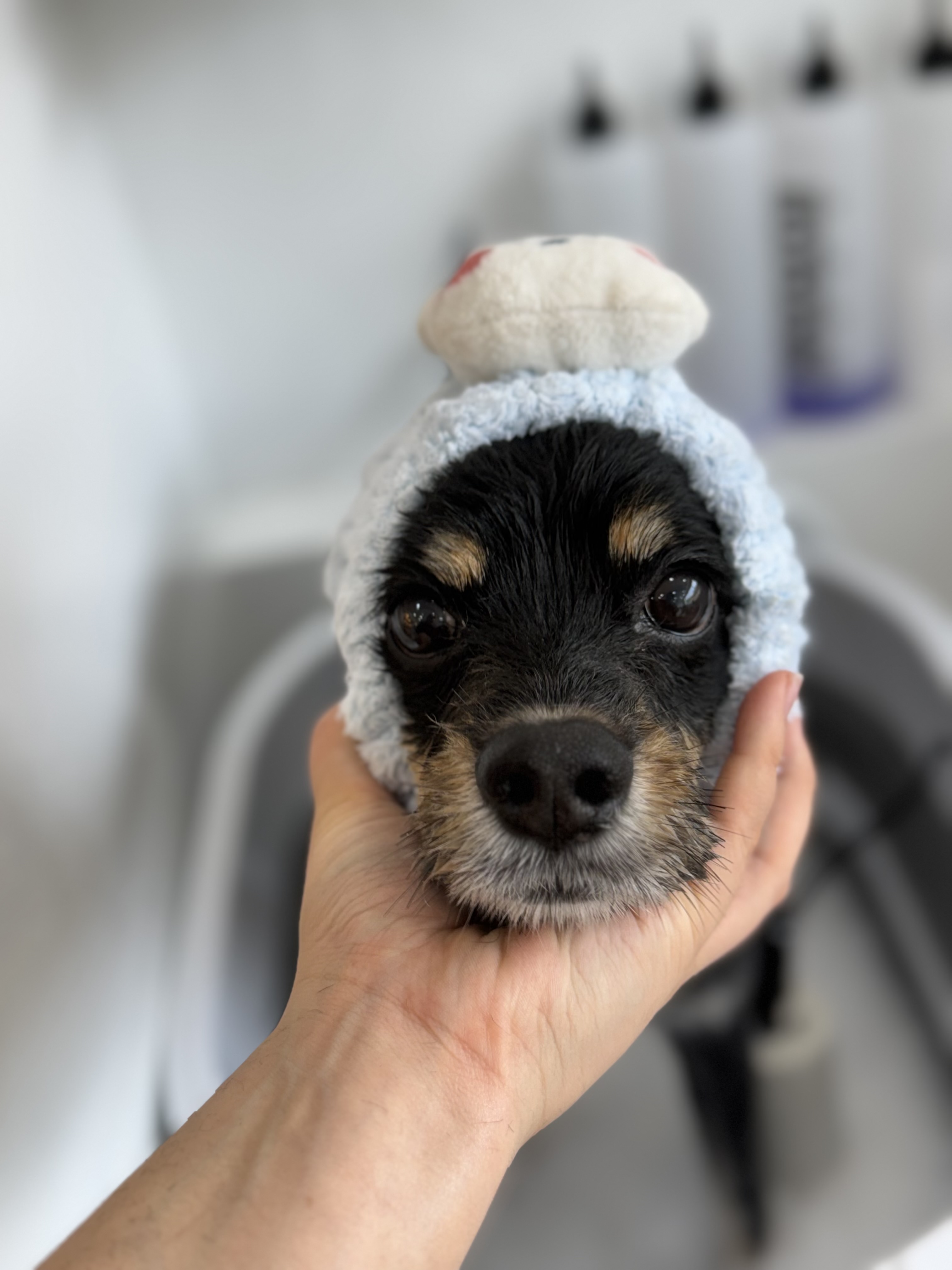 몽글하개 대표 이미지