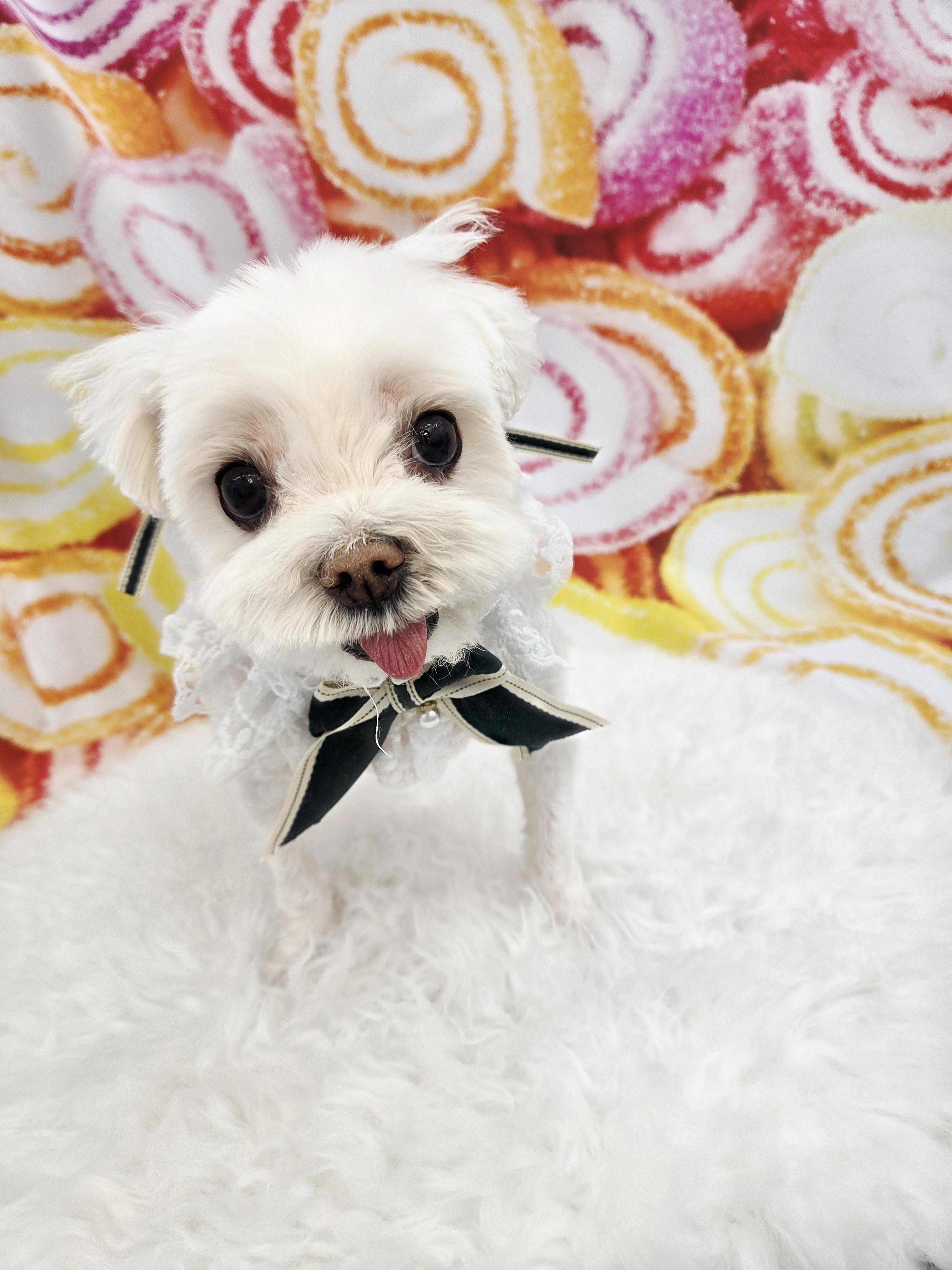 위드퍼피 대표 이미지