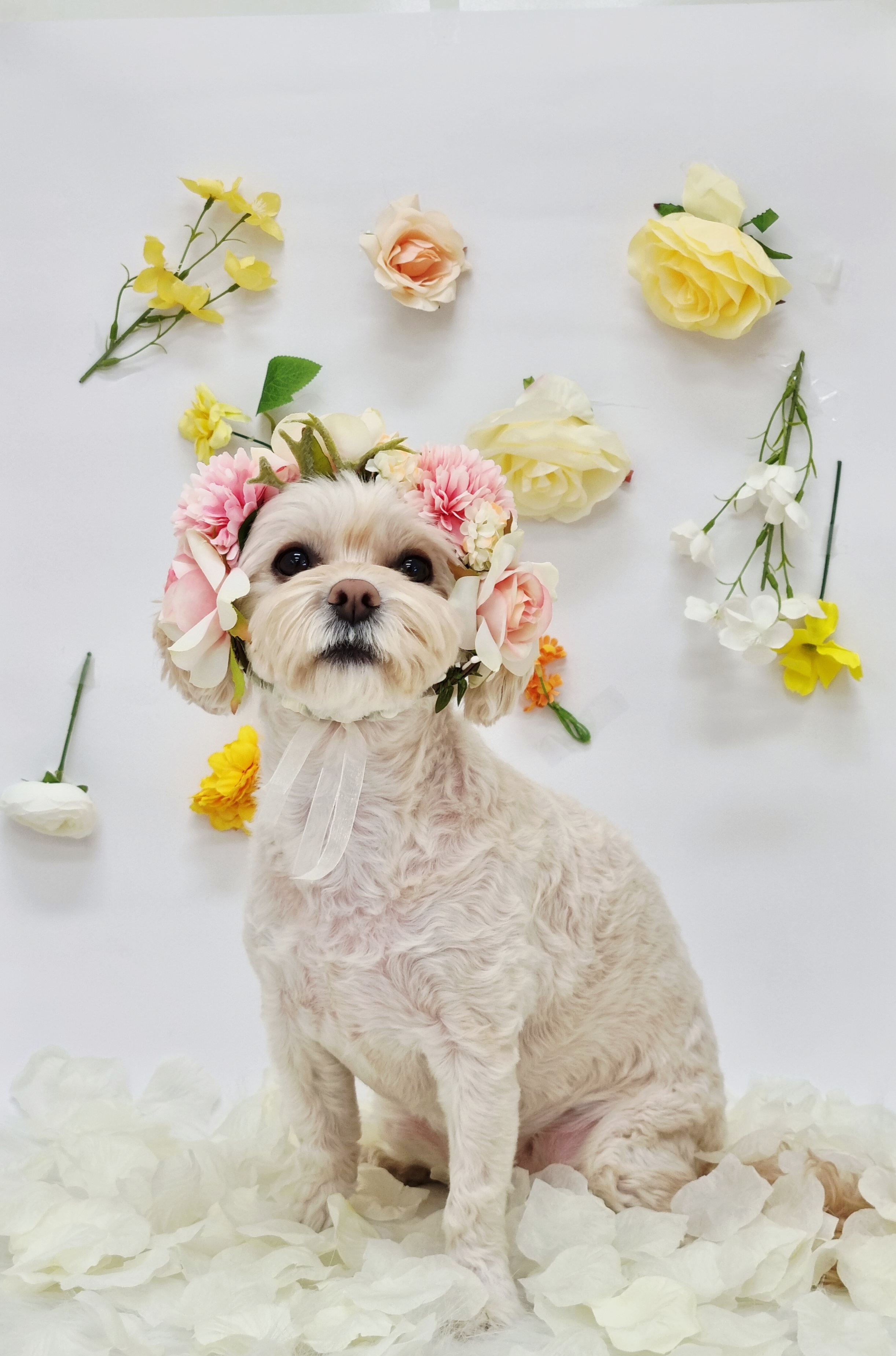 히플독 대표 이미지