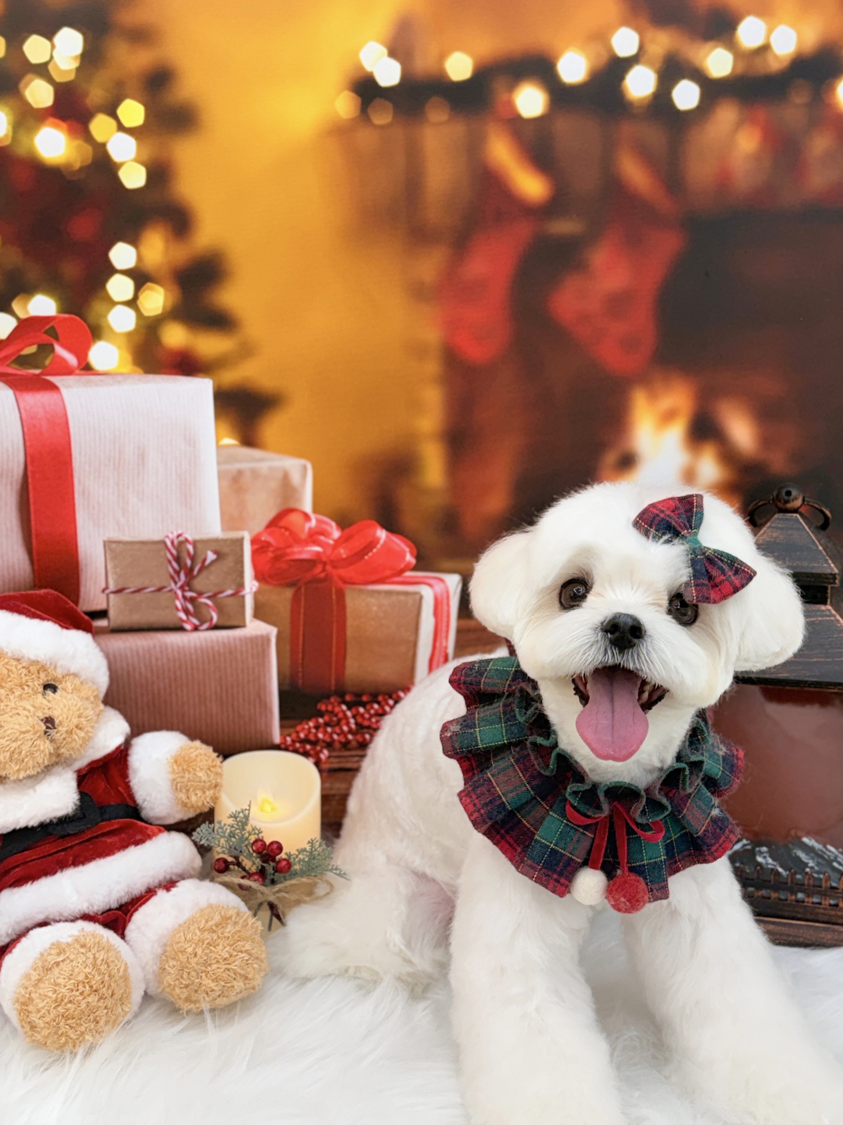 댕디샵 대표 이미지