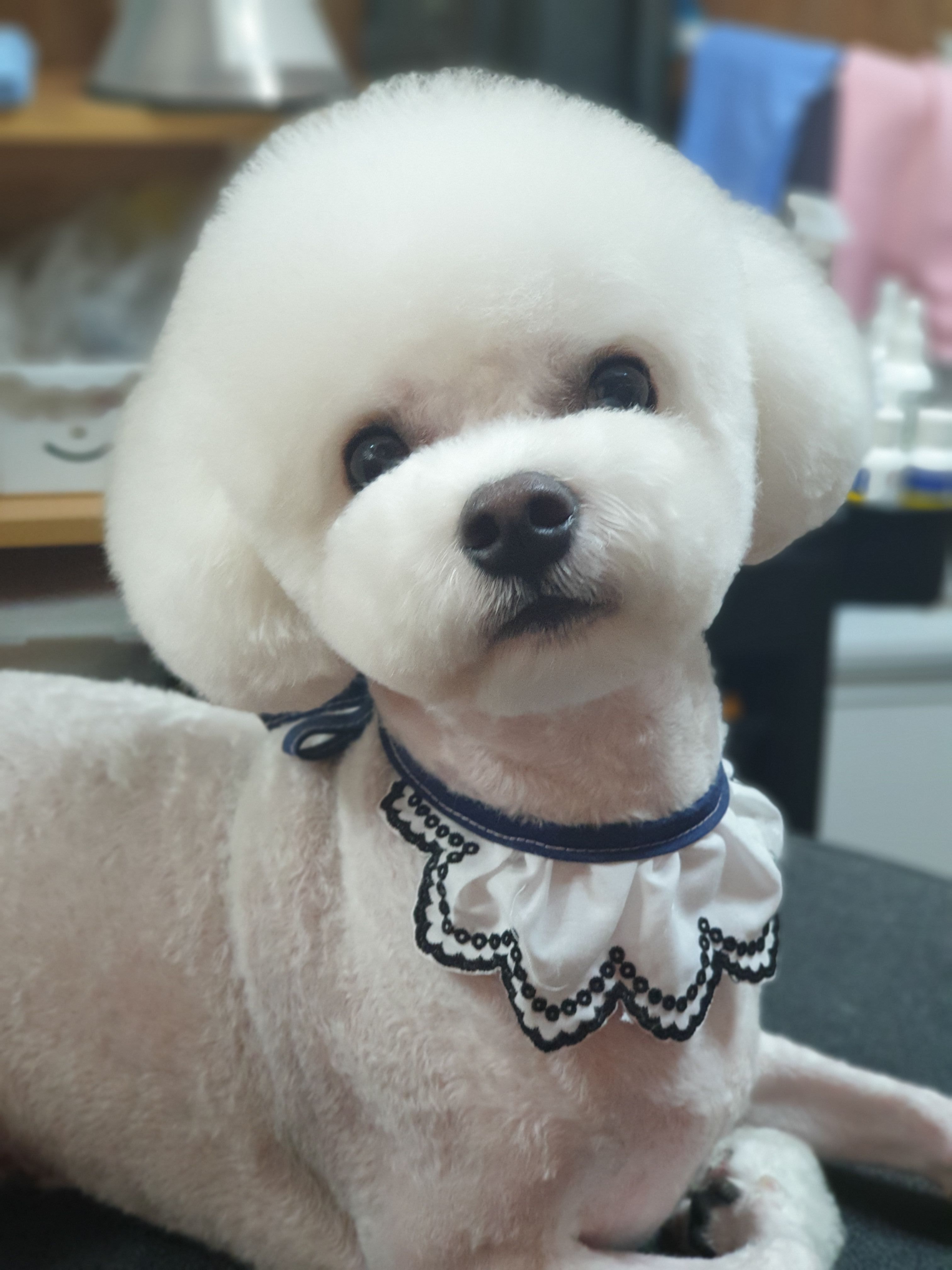 오유트리밍 대표 이미지