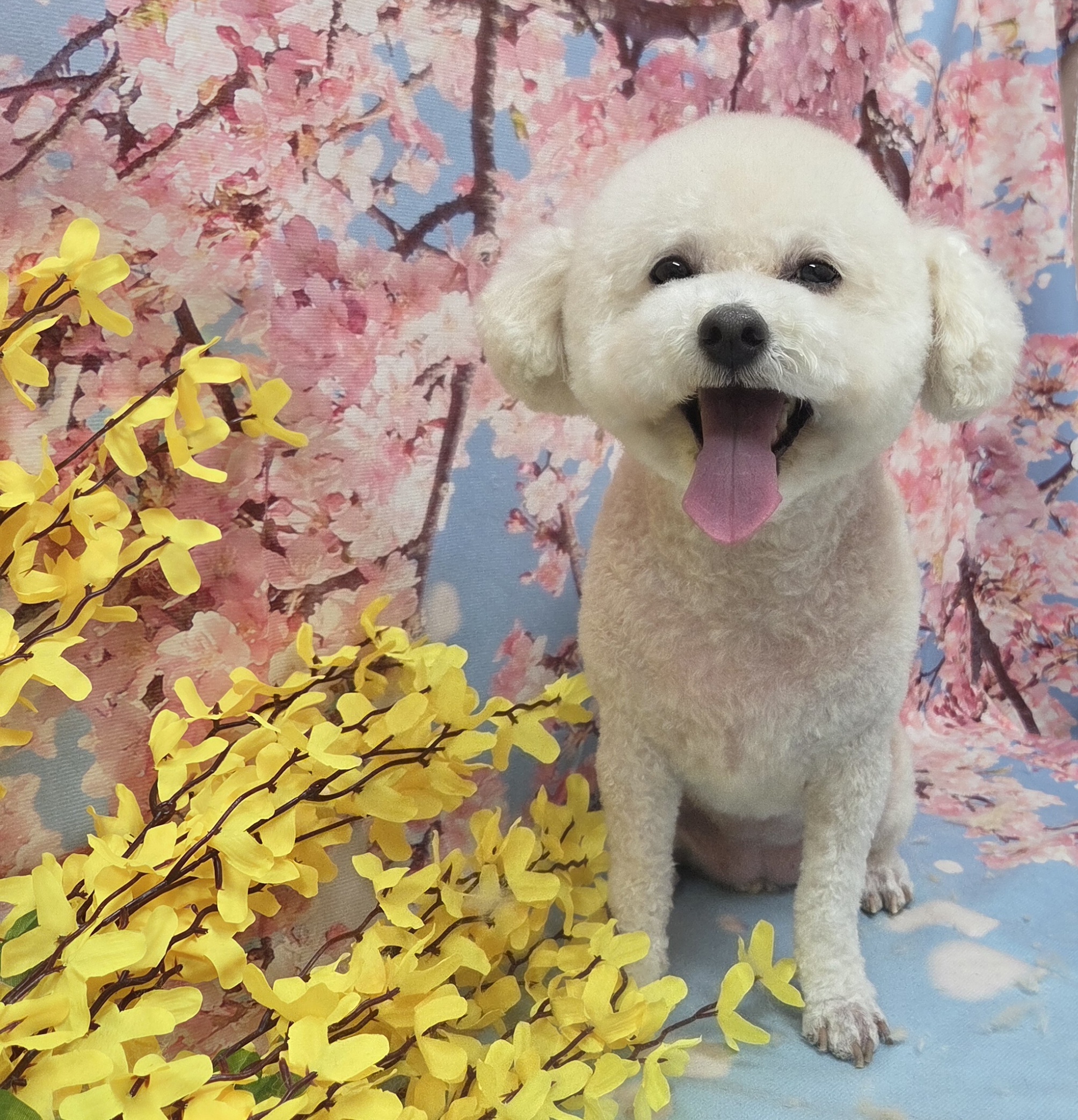 럽독 대표 이미지