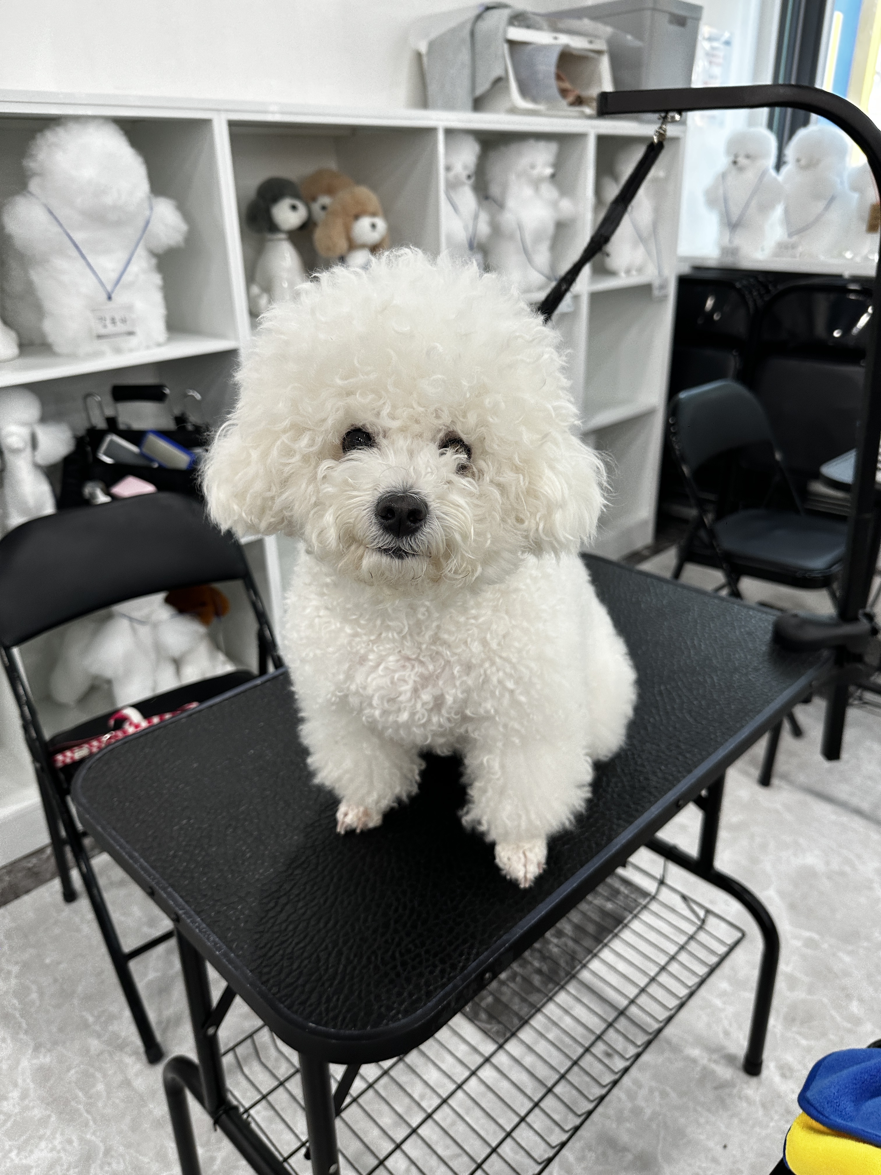 이바우펫 신림 대표 이미지