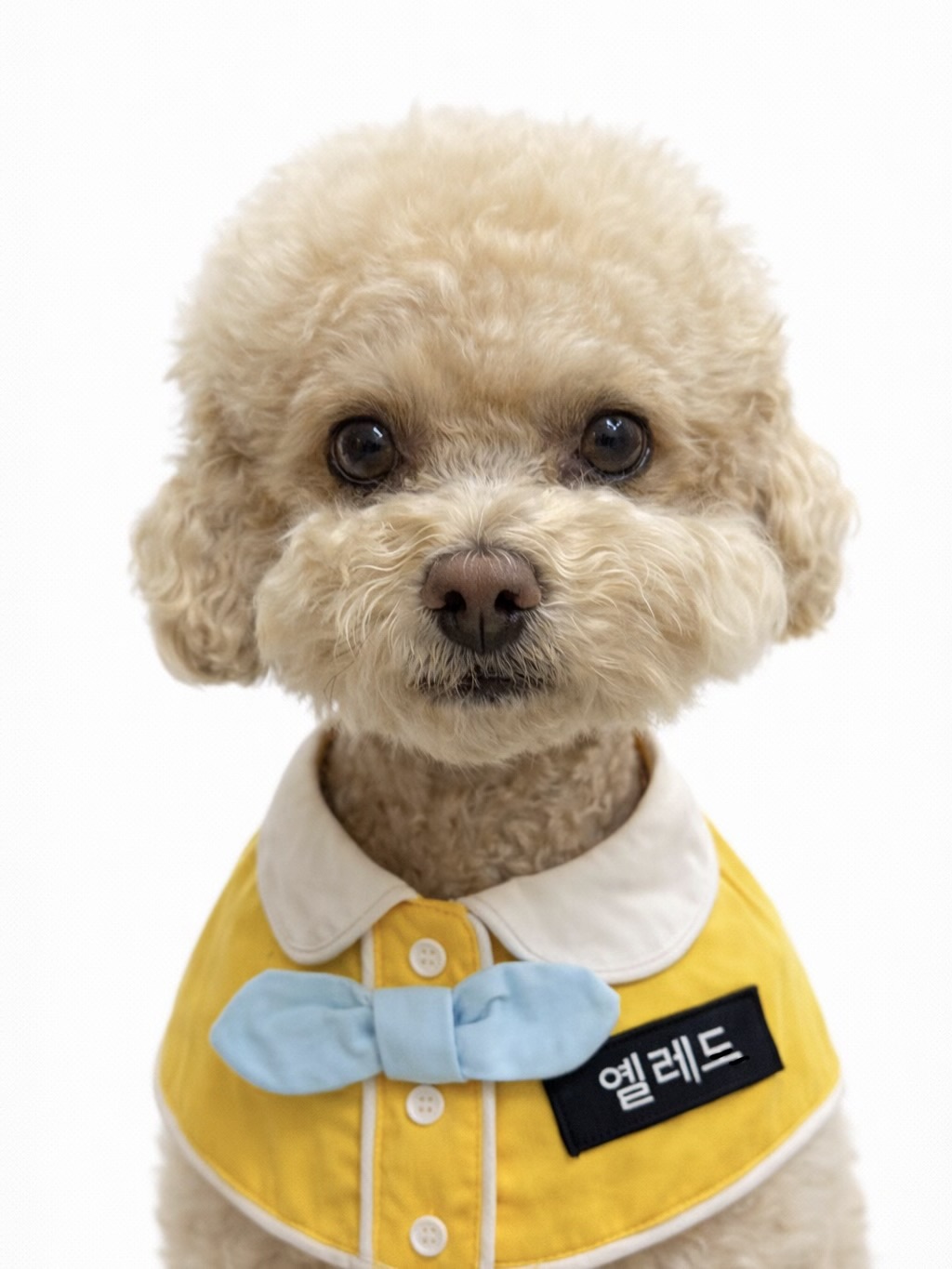 옐레드 애견유치원 대표 이미지