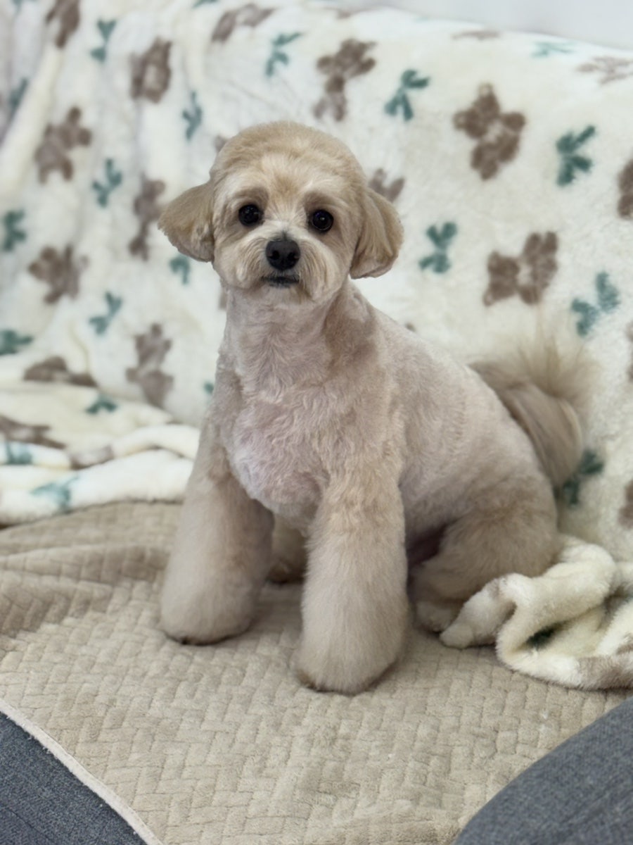 스타덤 펫살롱 대표 이미지