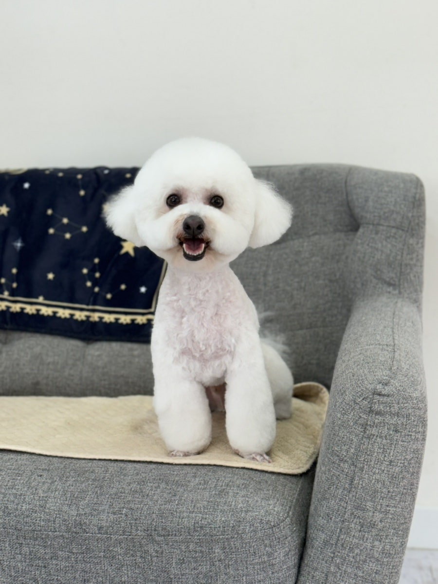 스타덤 펫살롱 대표 이미지