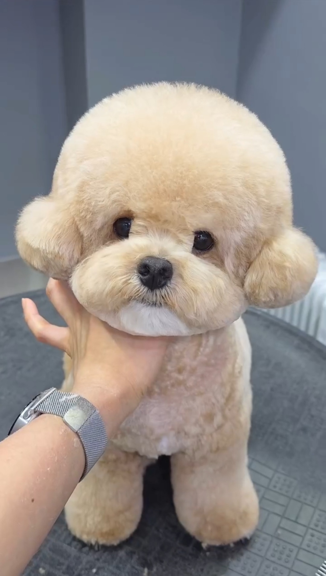 트리밍매직 대표 이미지