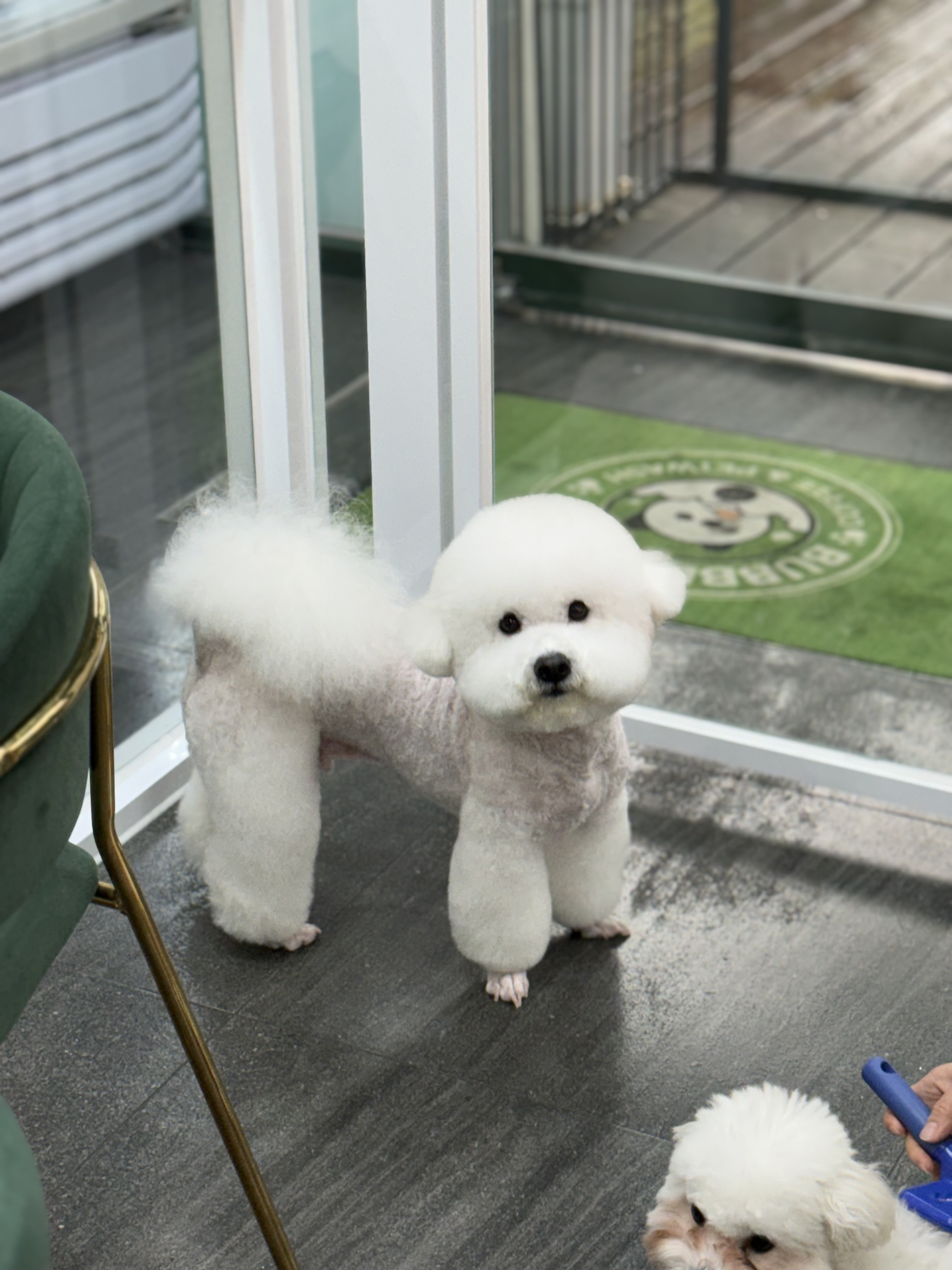 버블독스 진주혁신도시점 3