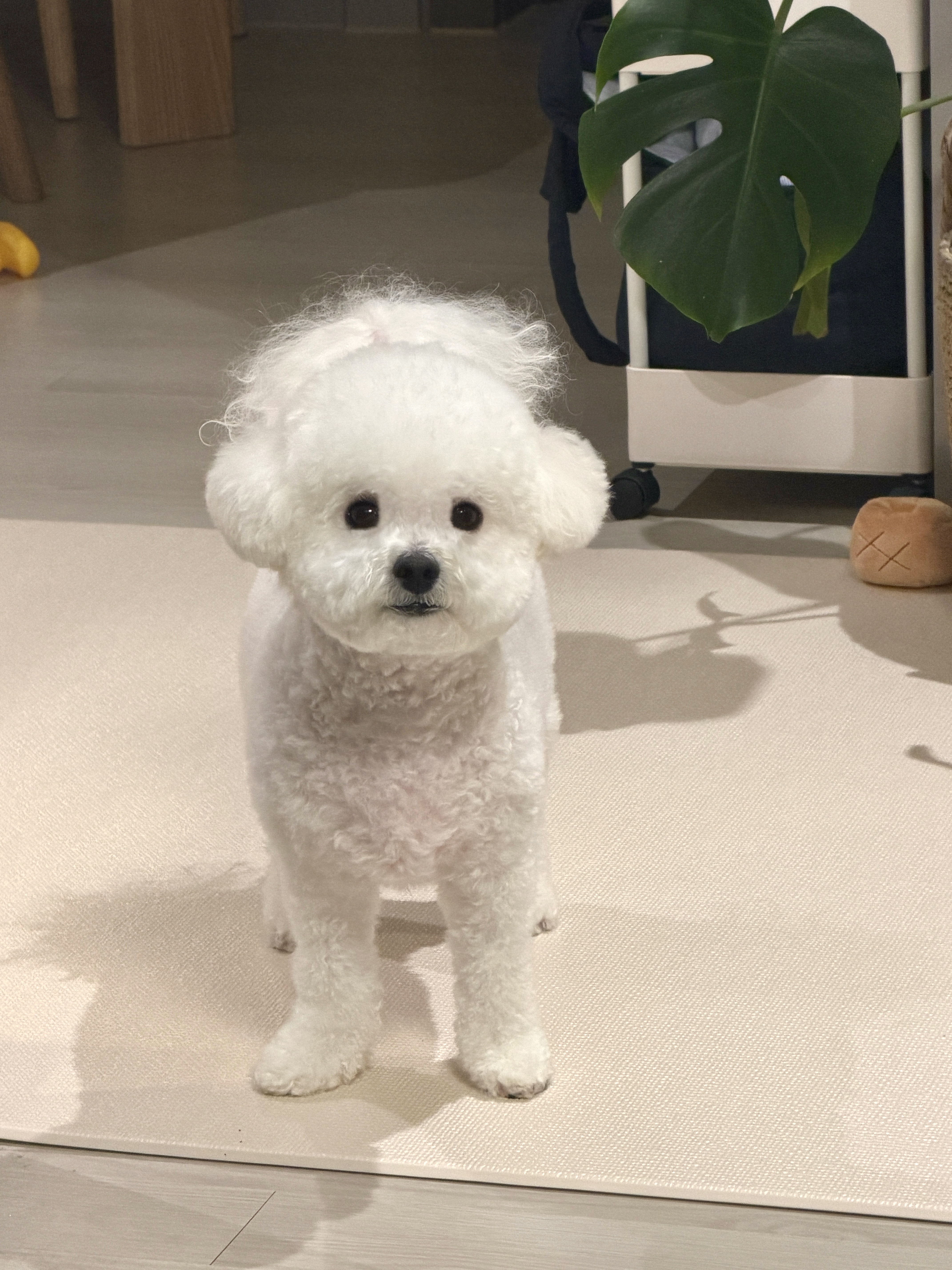 무무펫살롱 대표 이미지