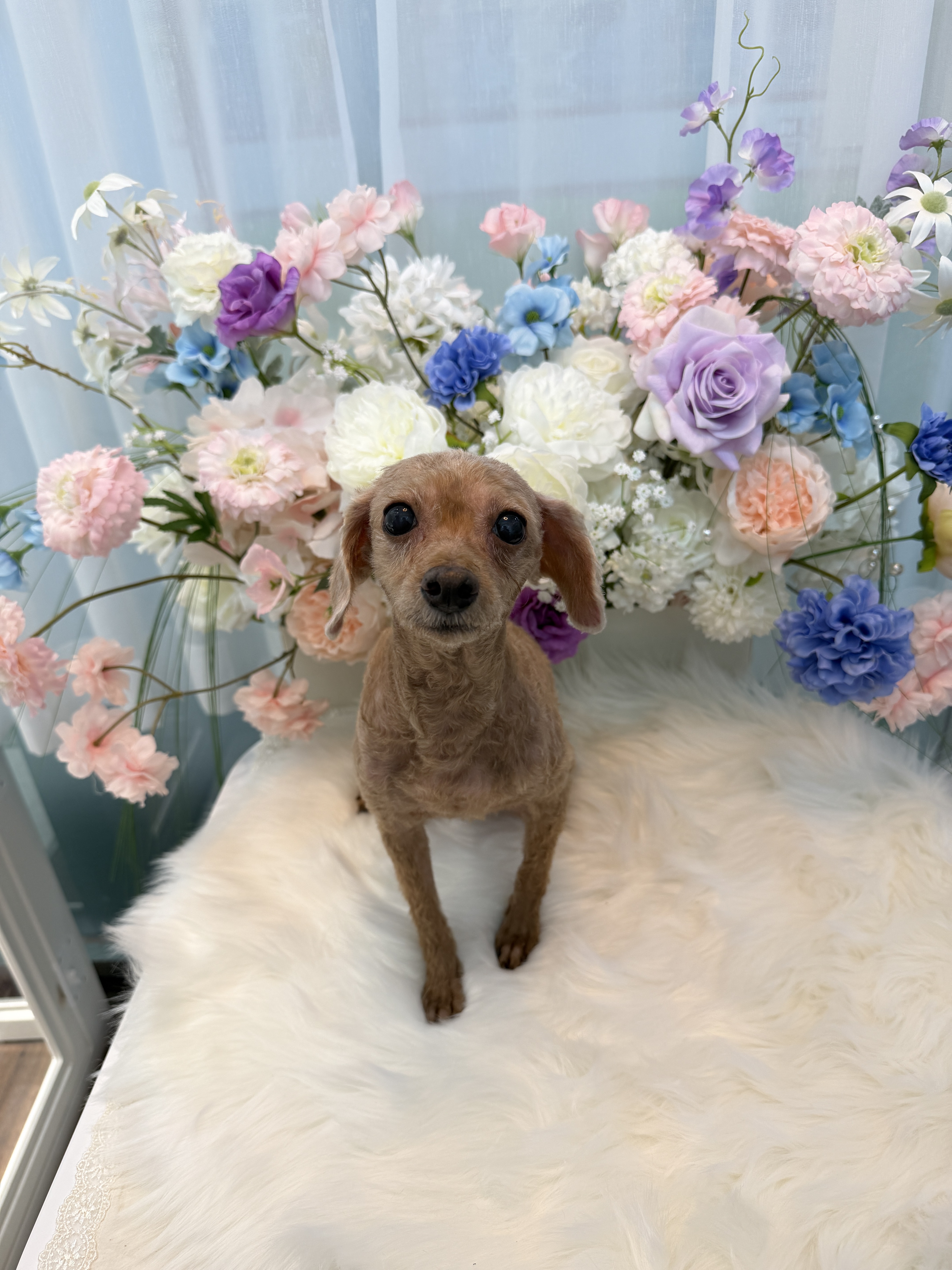 무무펫살롱 대표 이미지