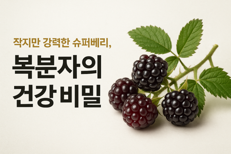 복분자
