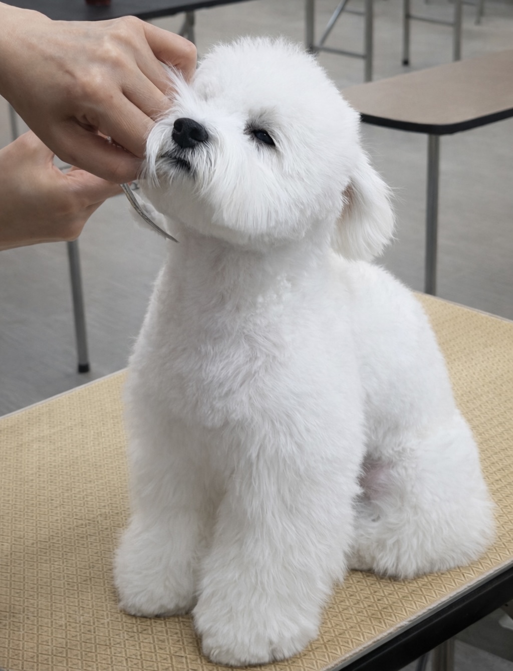 일산에이스애견미용학원