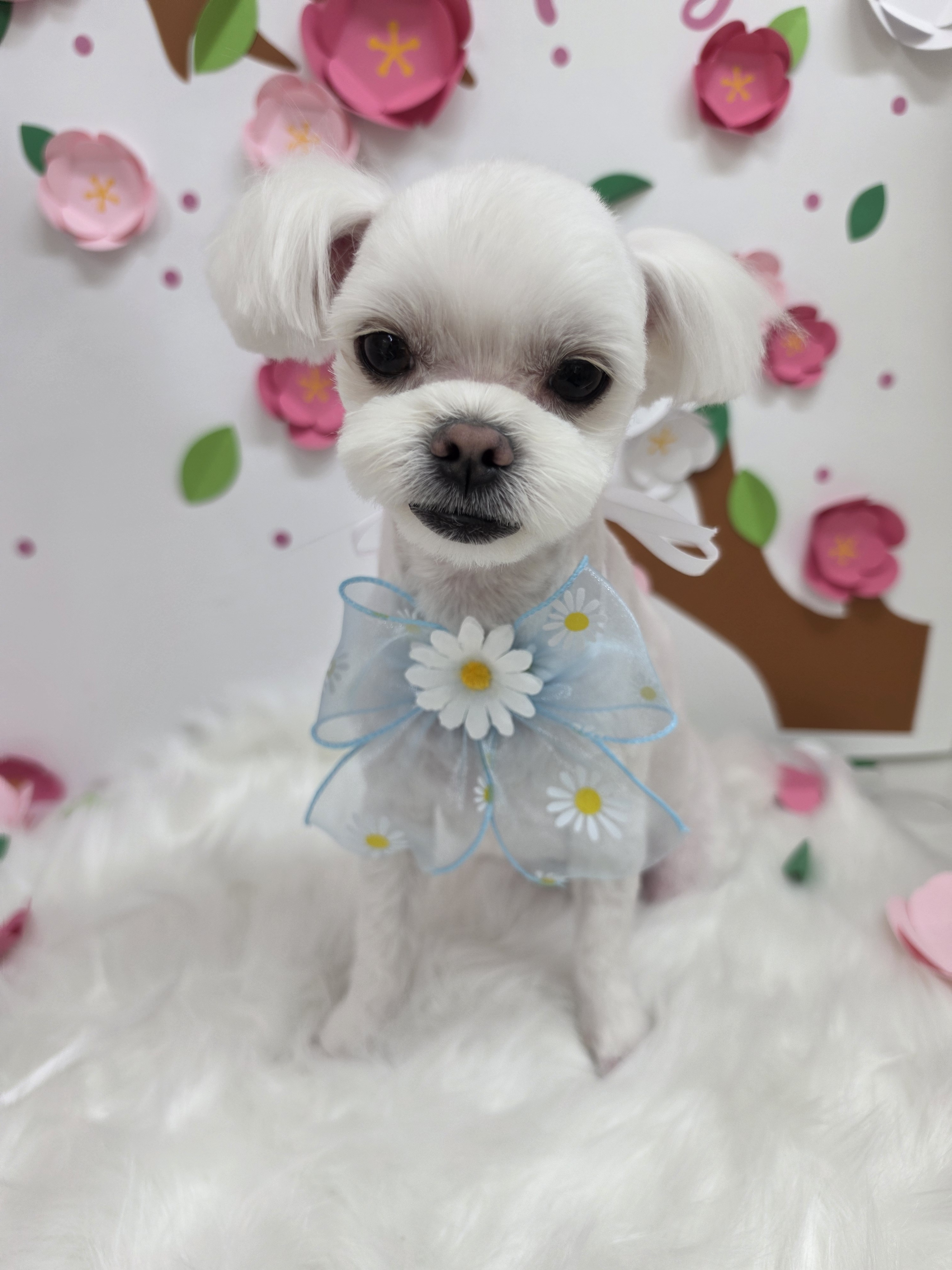 도도애견샵 대표 이미지
