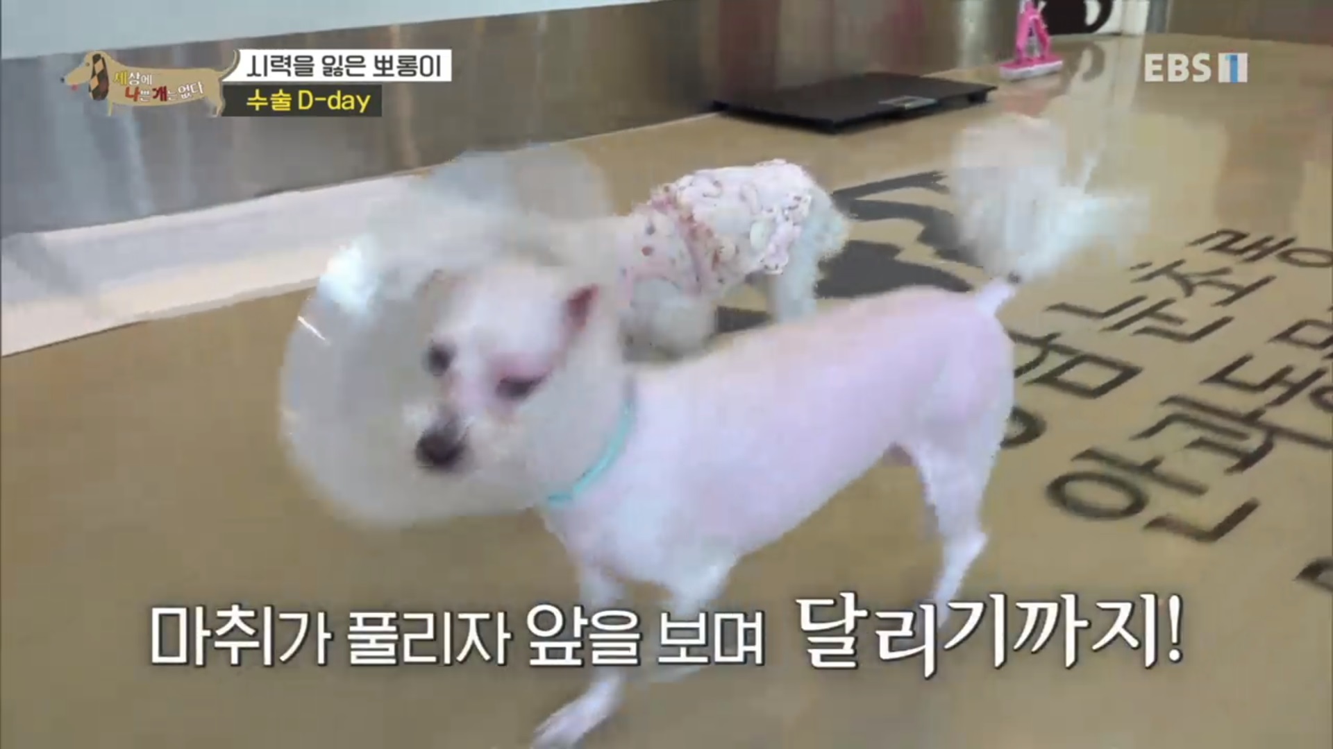 청담눈초롱안과동물병원 대표 이미지