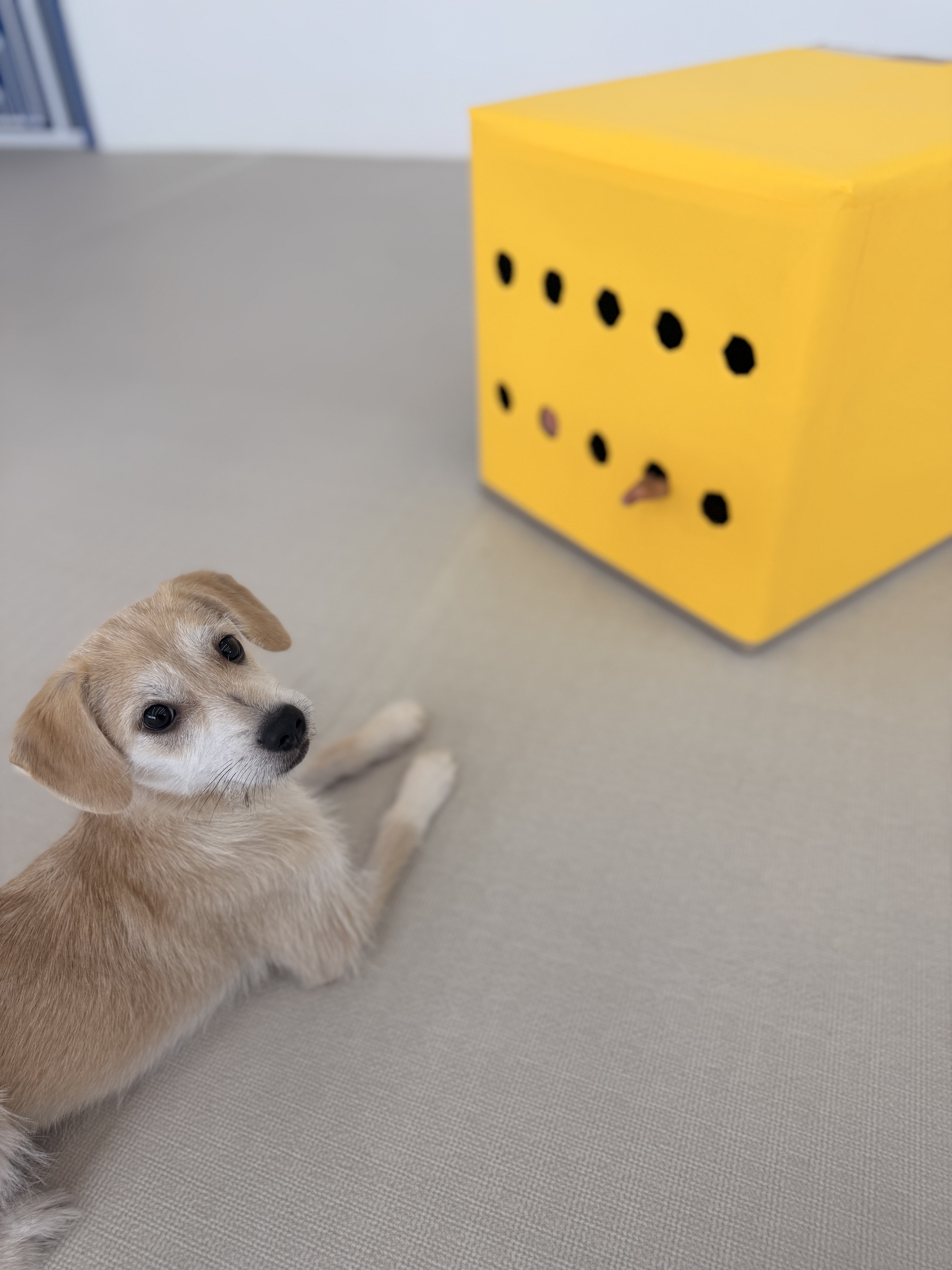 손선생반려견센터 대표 이미지