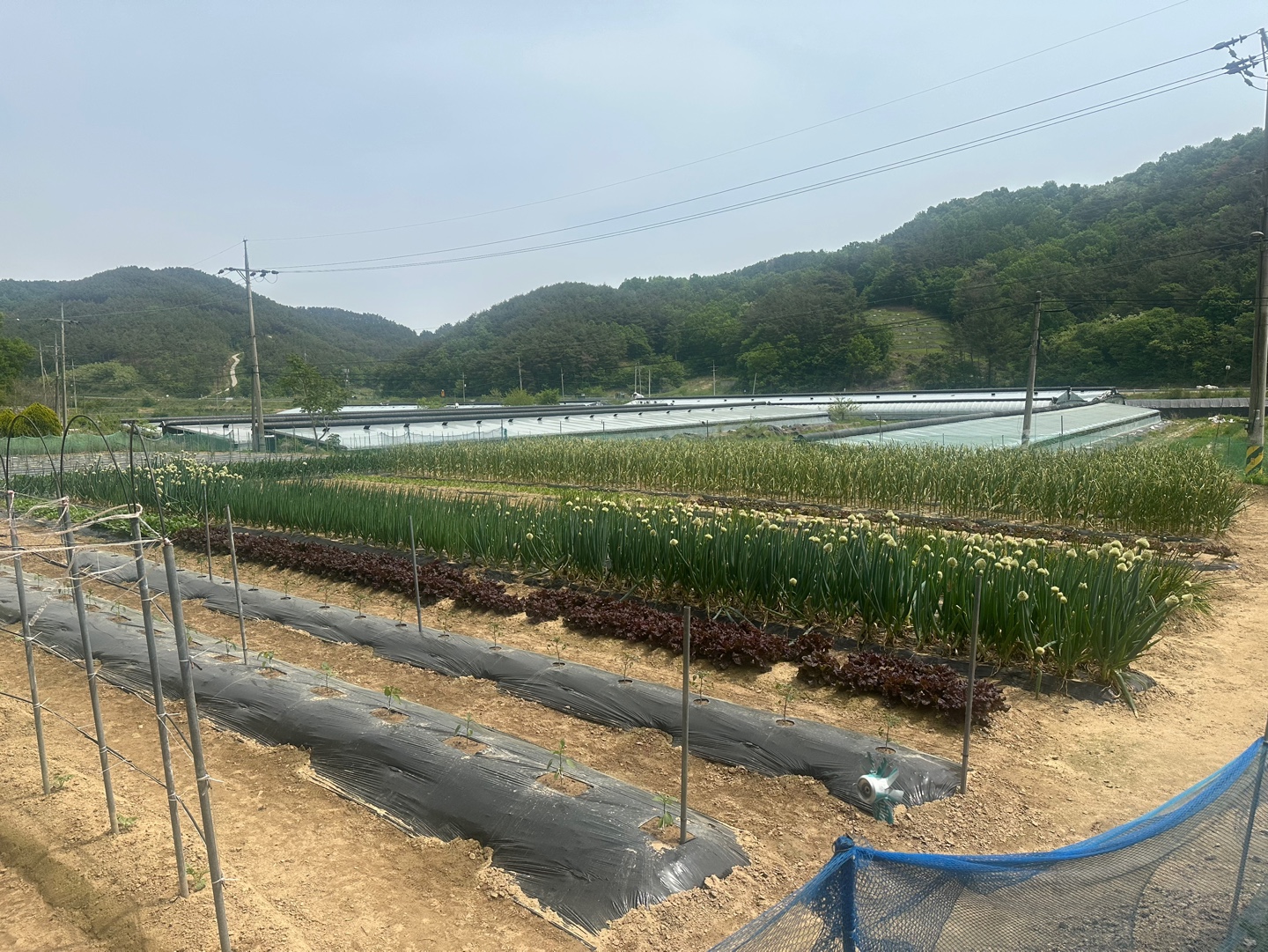 장수골 백숙과 갈비