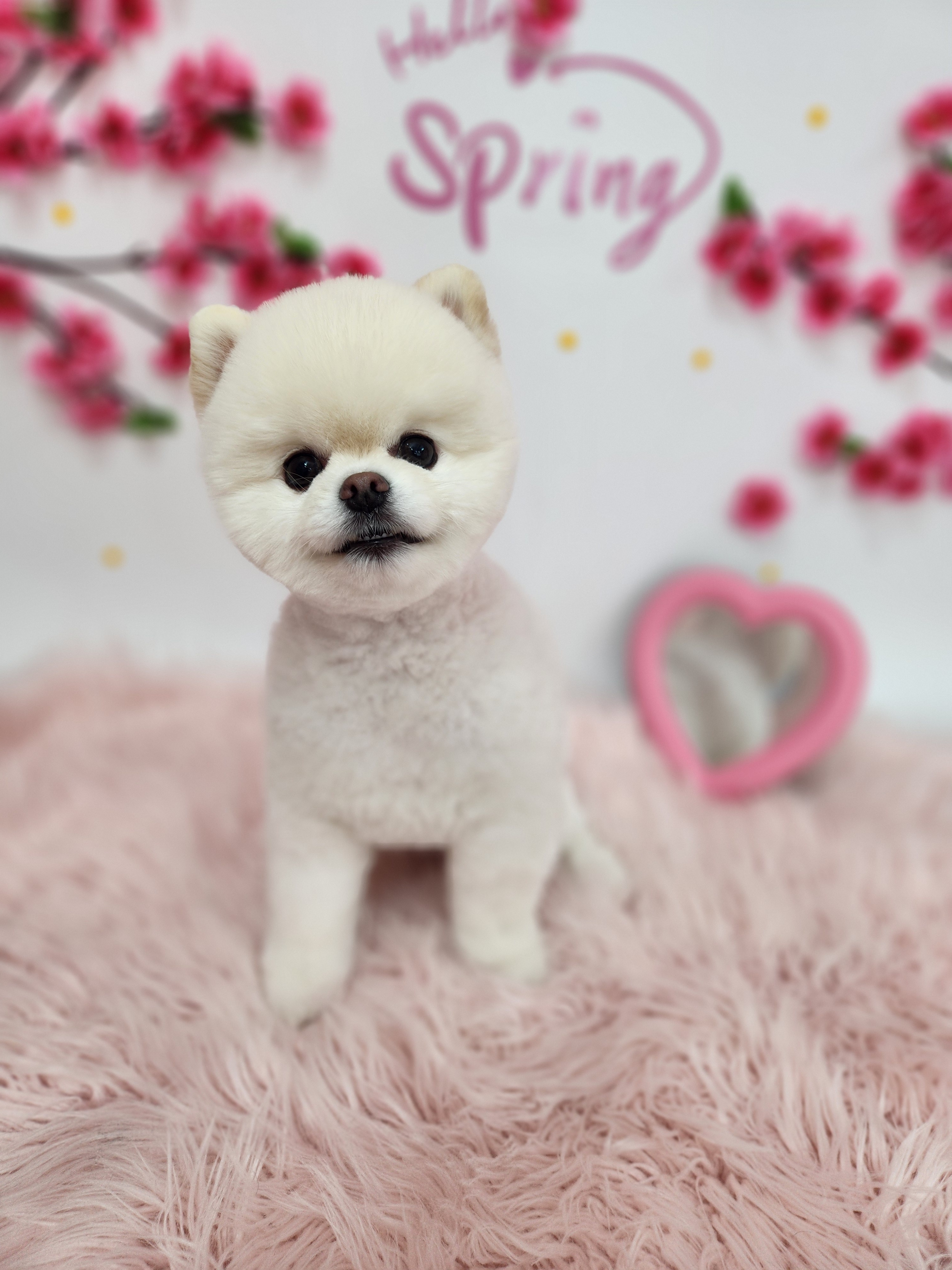 복이네도그살롱 대표 이미지