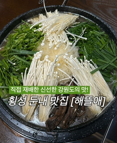 해뜰애