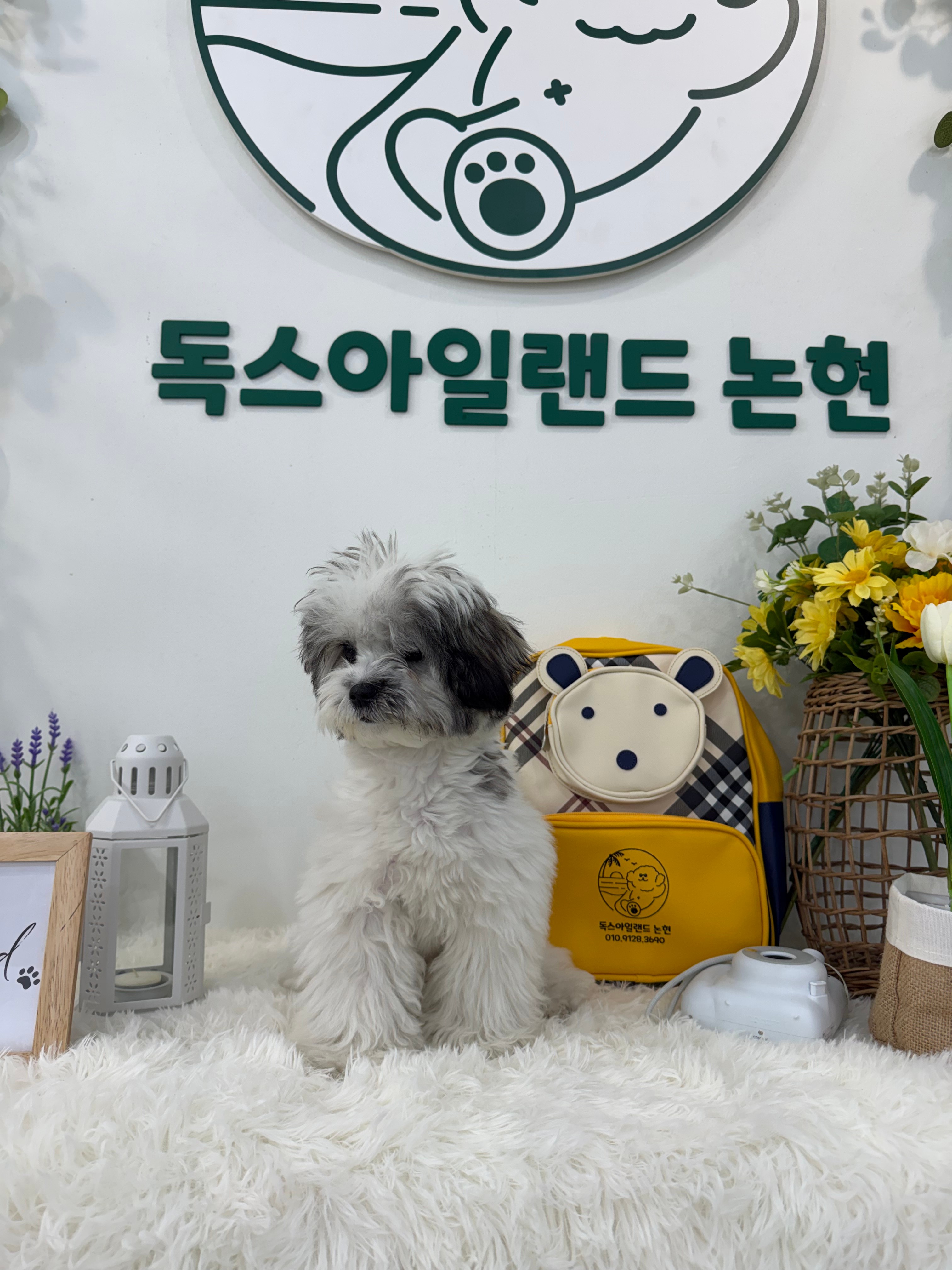 독스아일랜드 대표 이미지