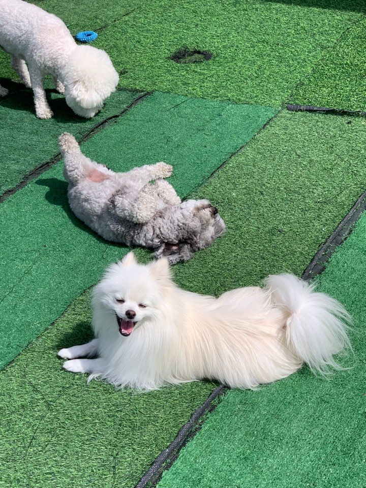 드림애견학교