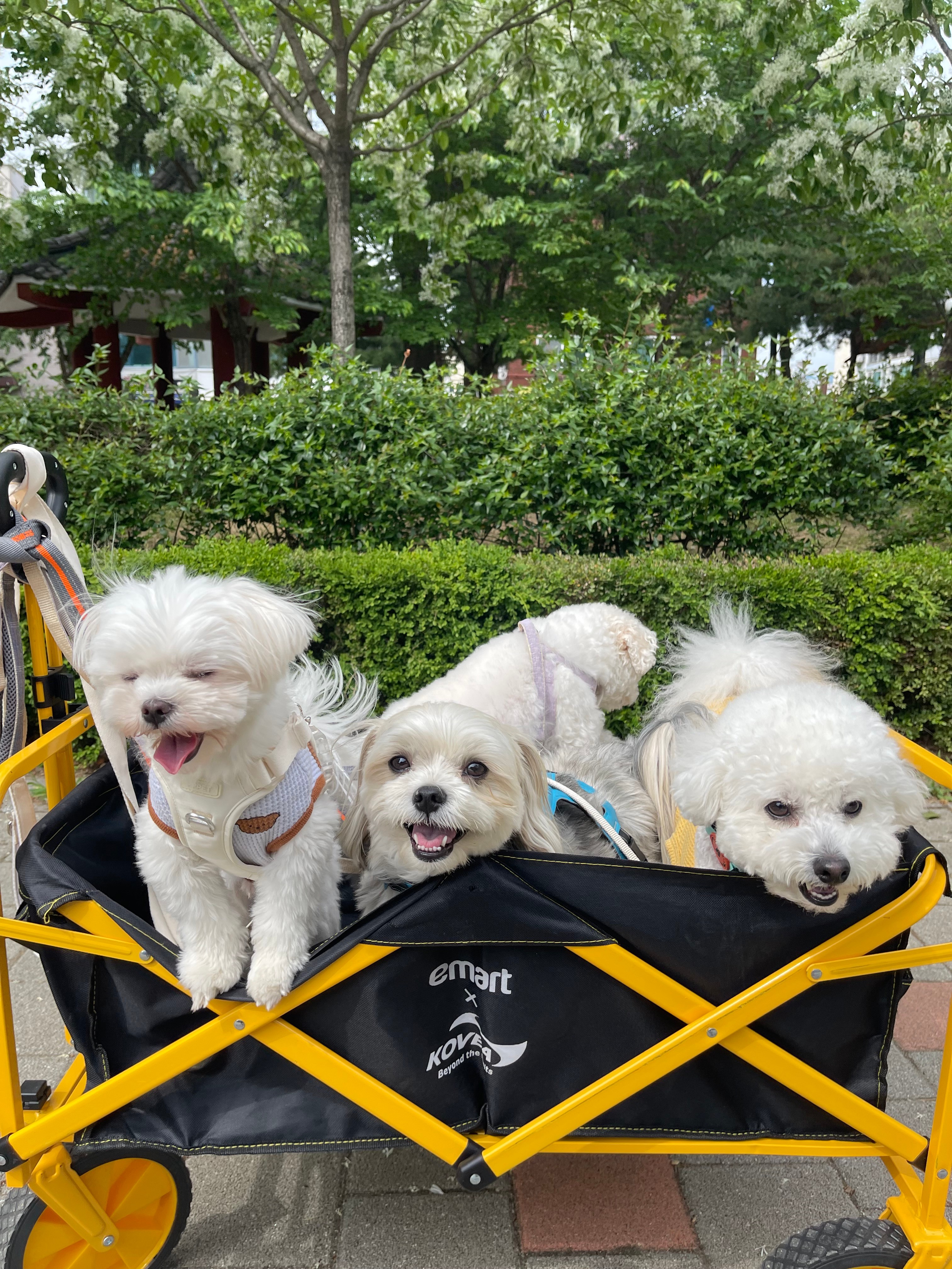 로젯펫트레이닝센터